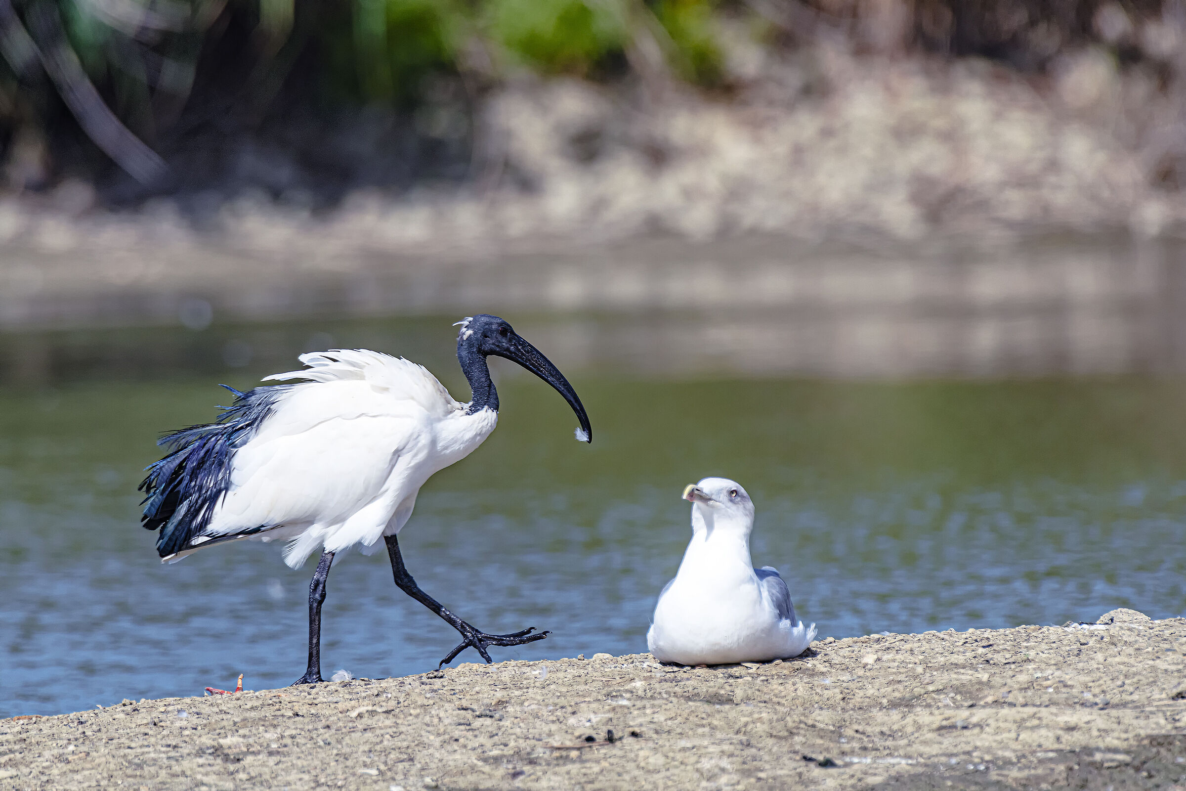 The Seagull and the Sacred Ibis