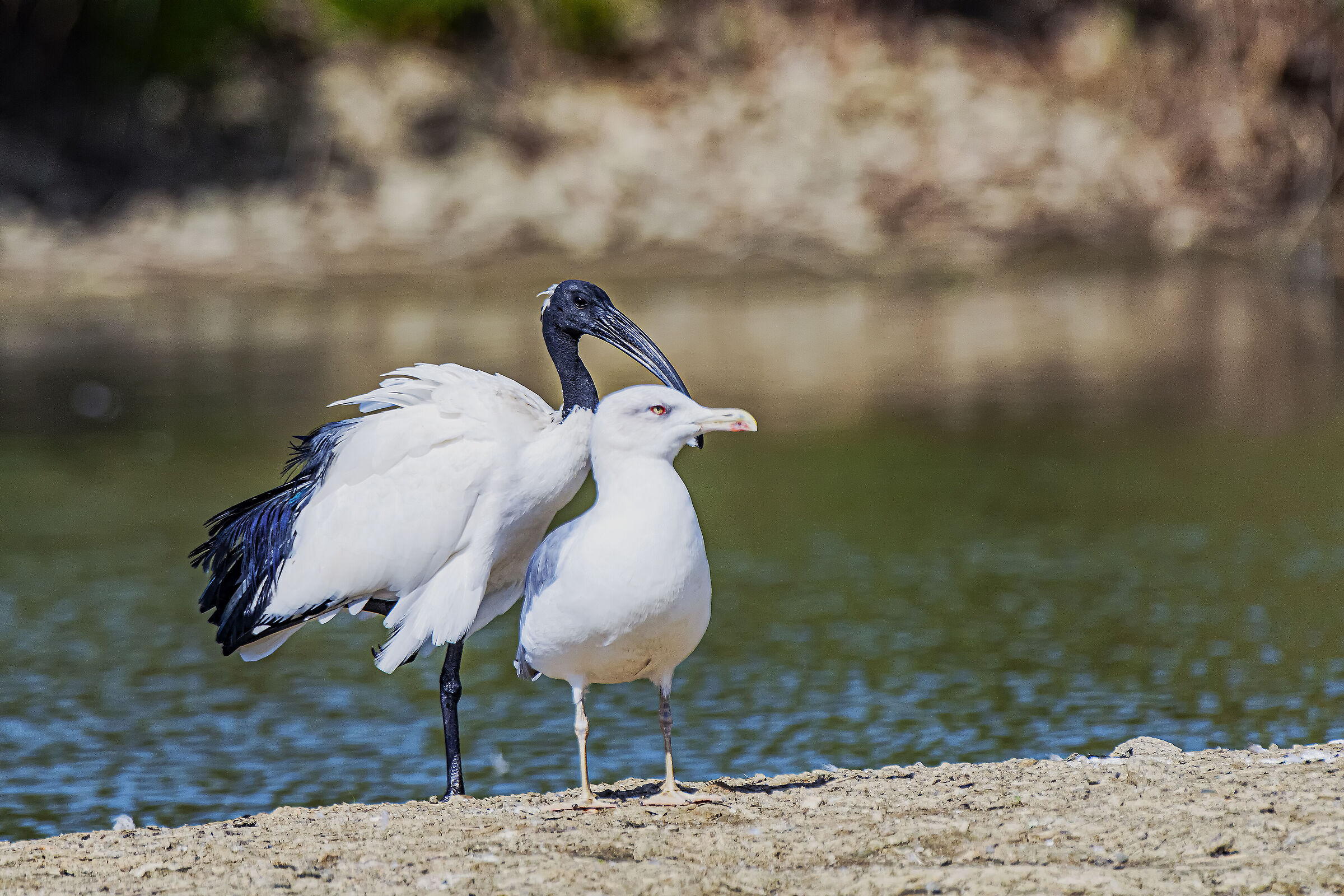 The Seagull and the Sacred Ibis