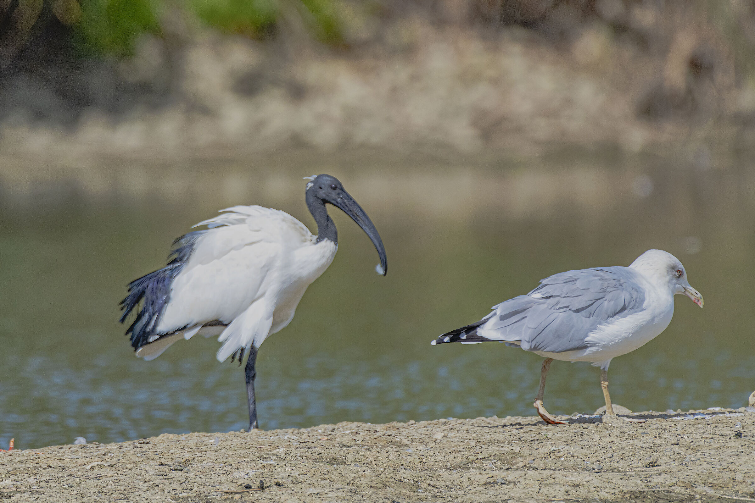 The Seagull and the Sacred Ibis