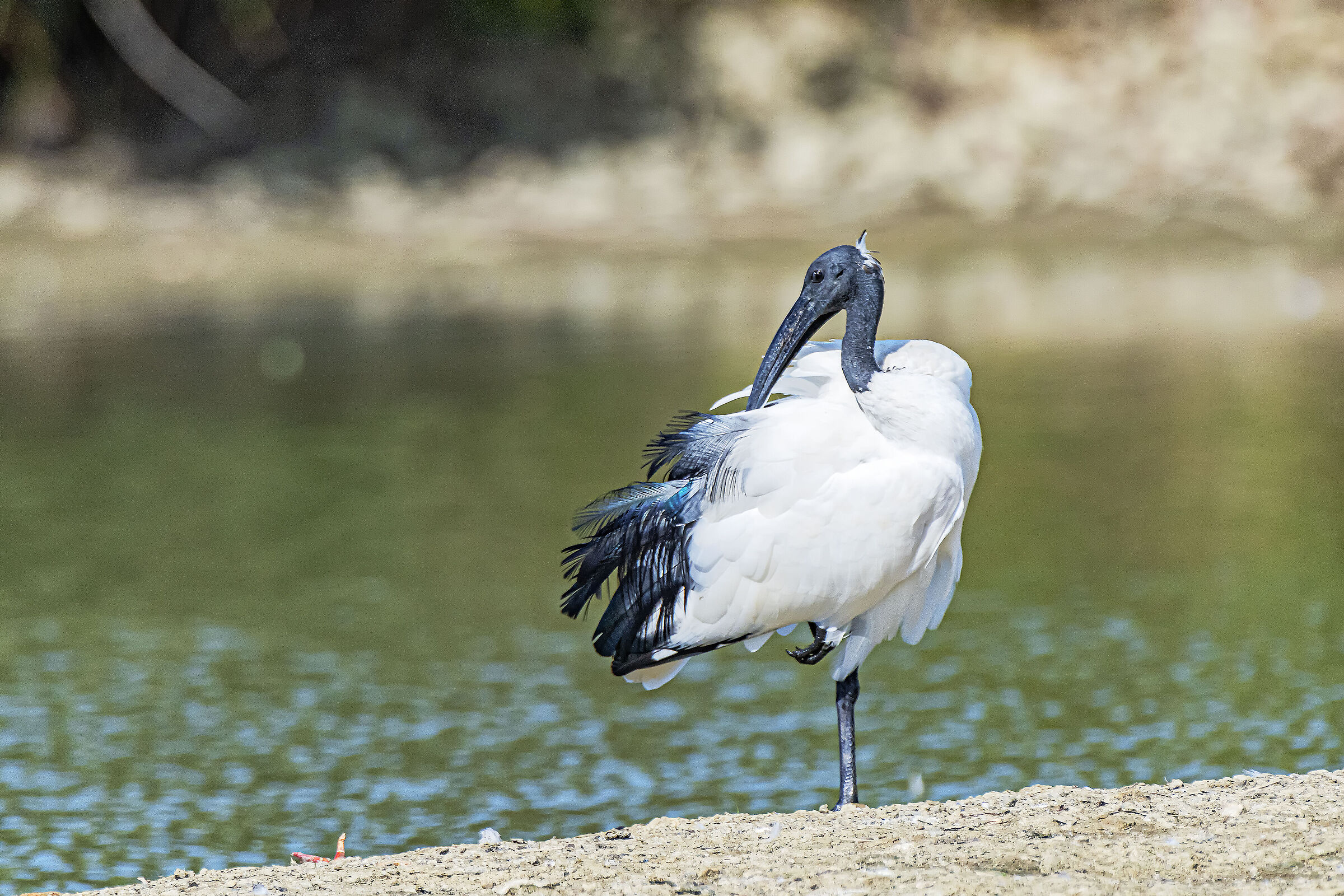The Sacred Ibis