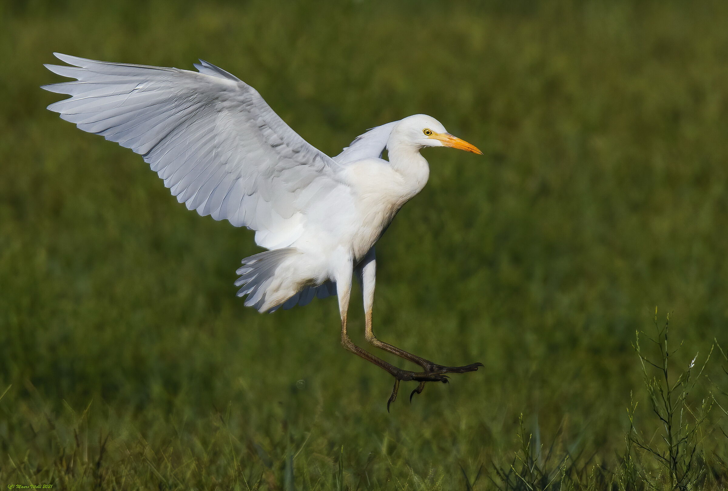 Heron (Bulbulcus ibis)