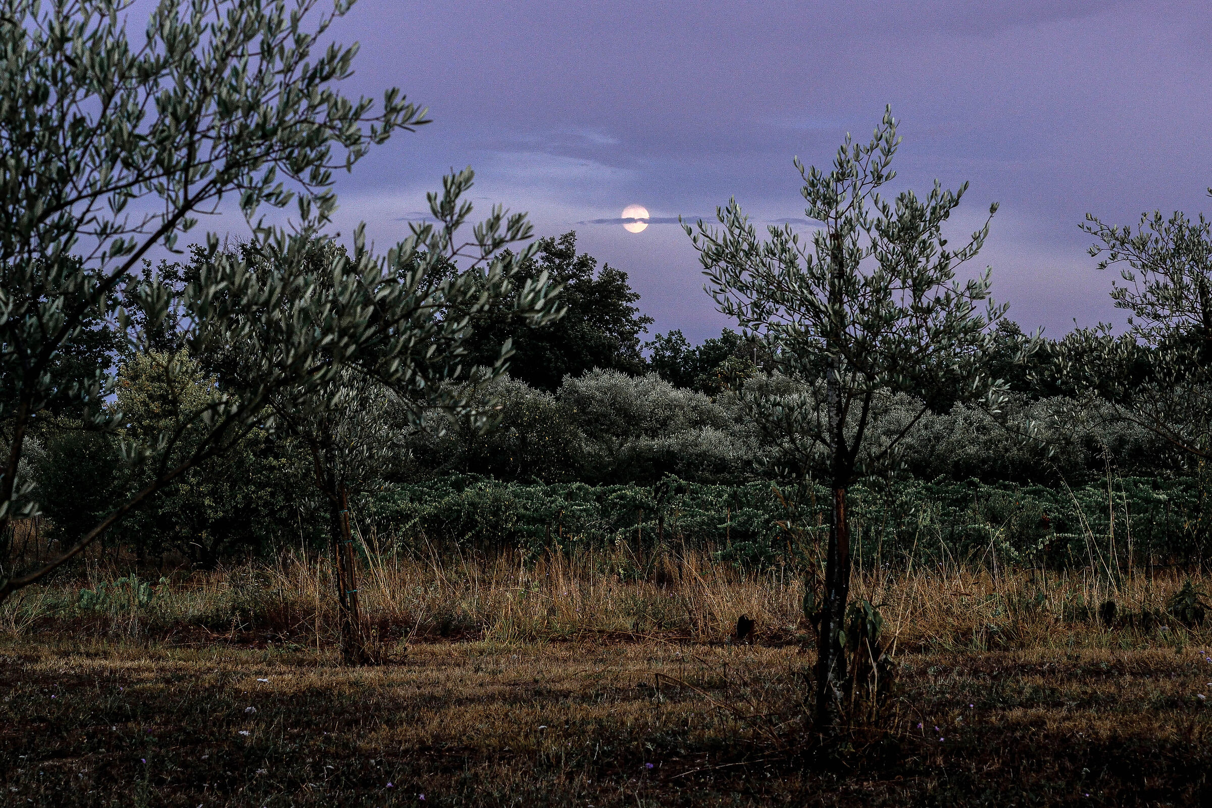 towards evening in the countryside