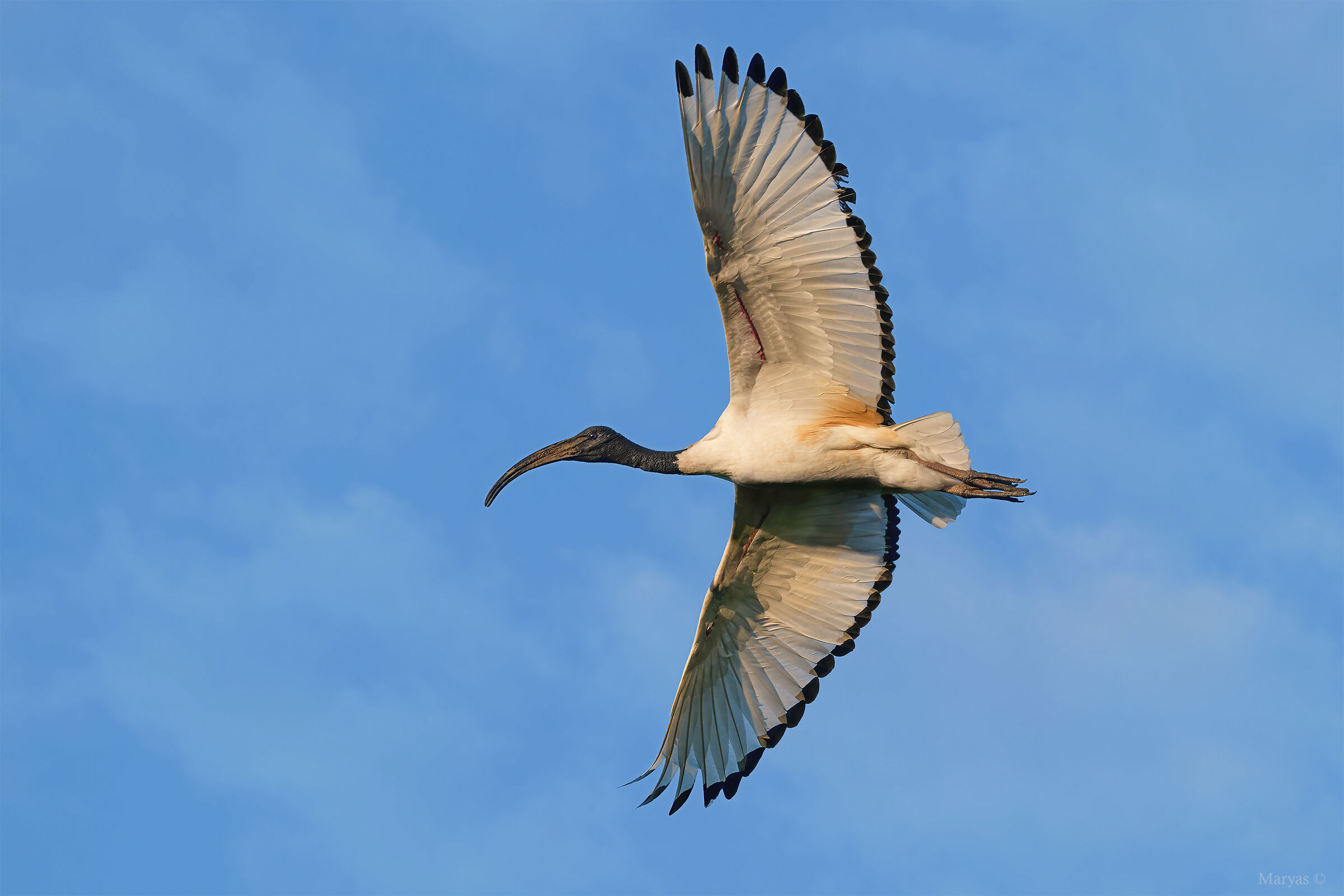 Sacred ibis