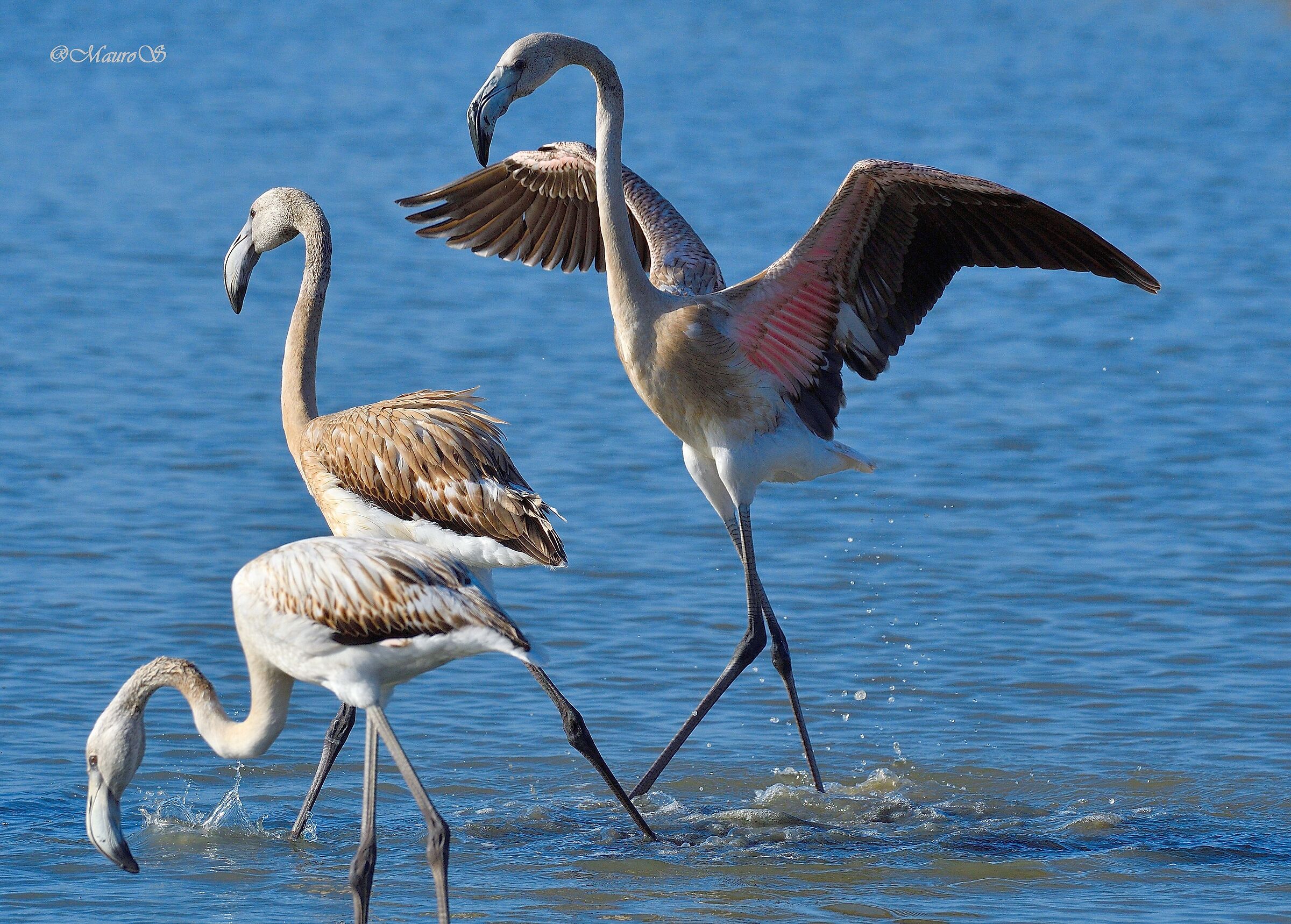 Flamingoes