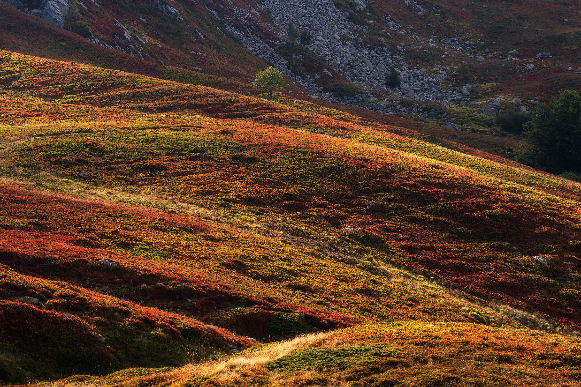 United Colors of Bargetana
