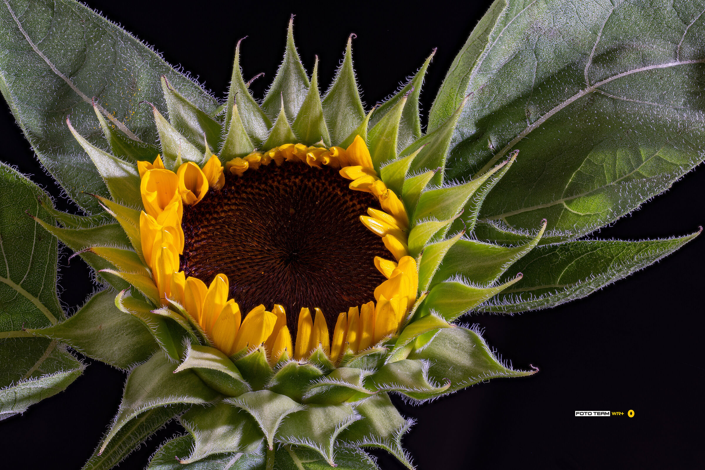 Helianthus annuus