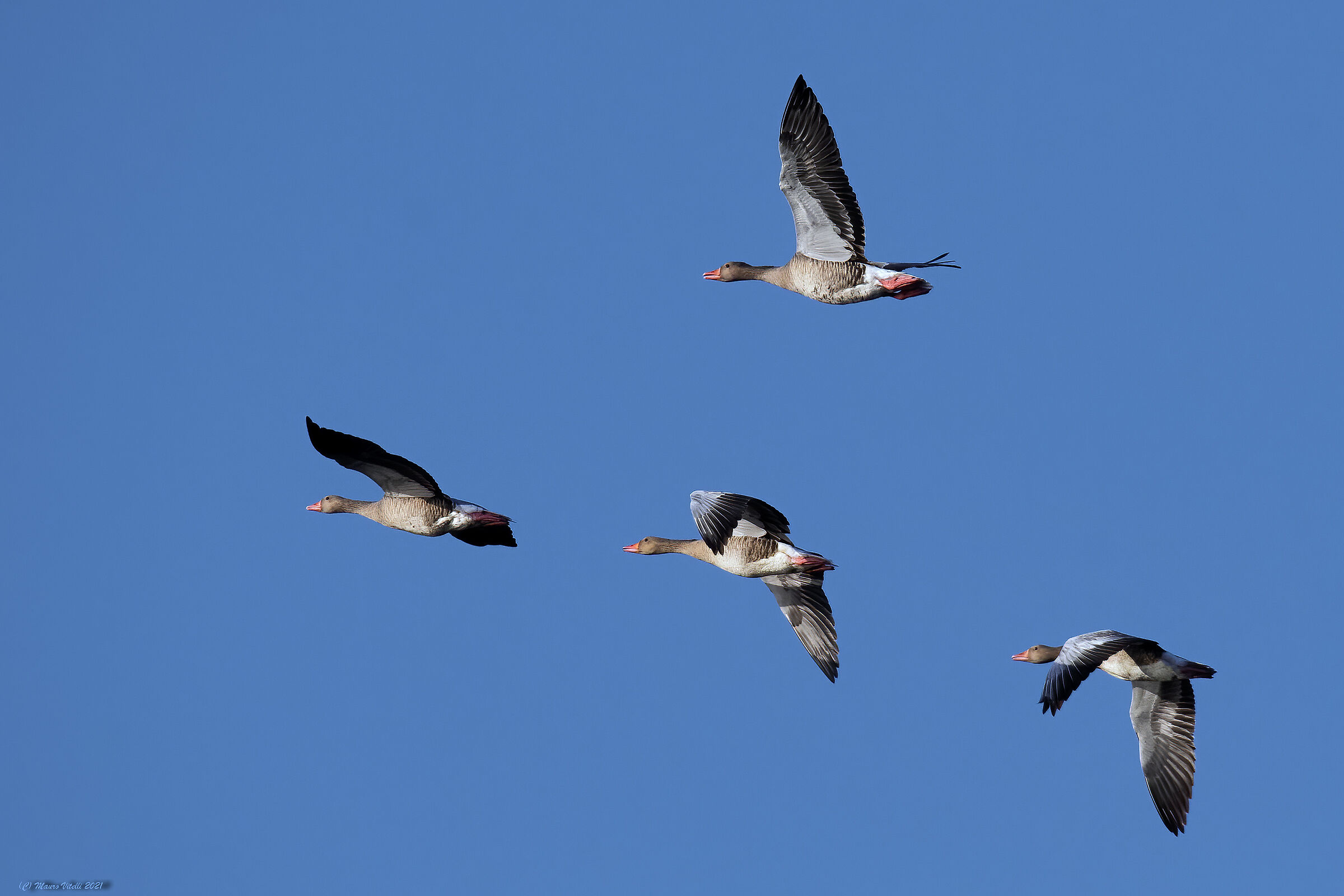 Wild geese (Anser anser)