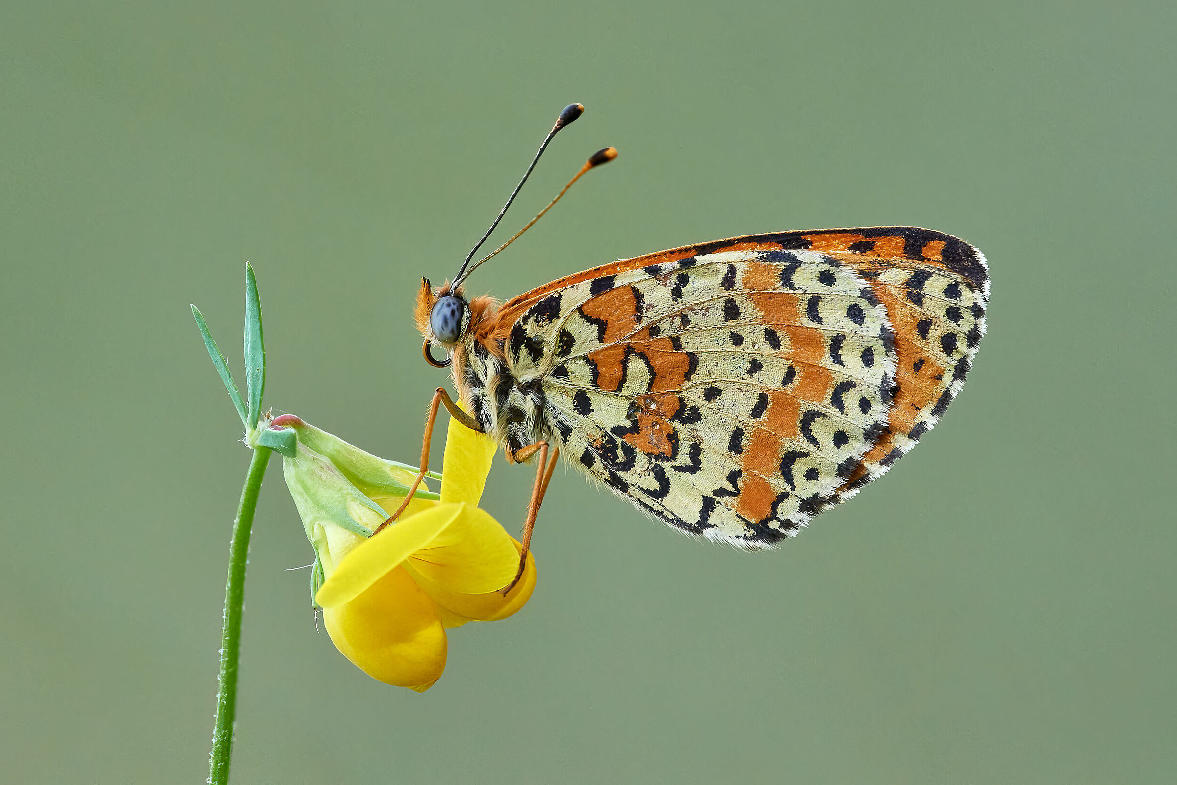 Melitea su giallo