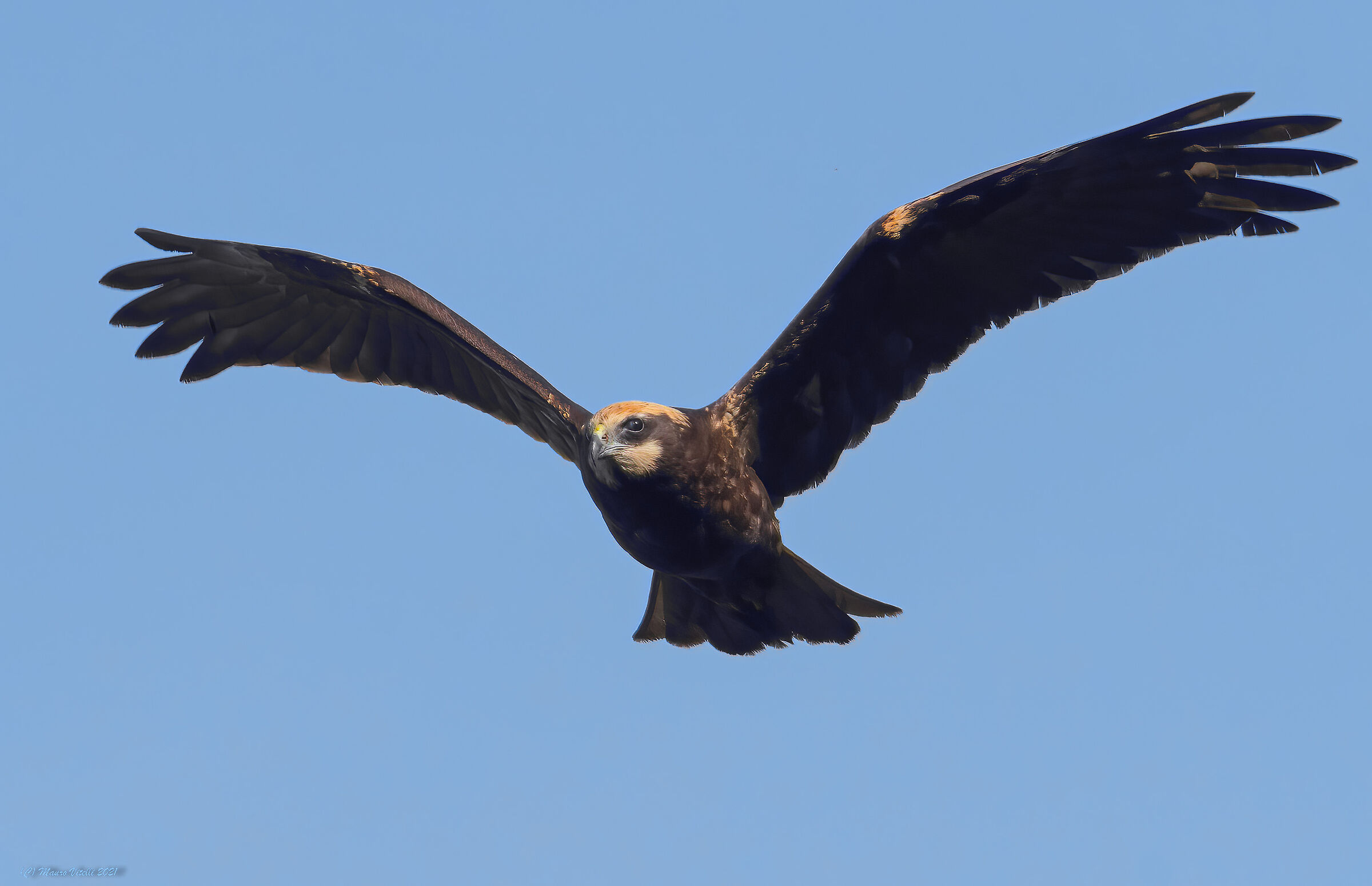 Marsh falcon (Circus aeruginosus) female