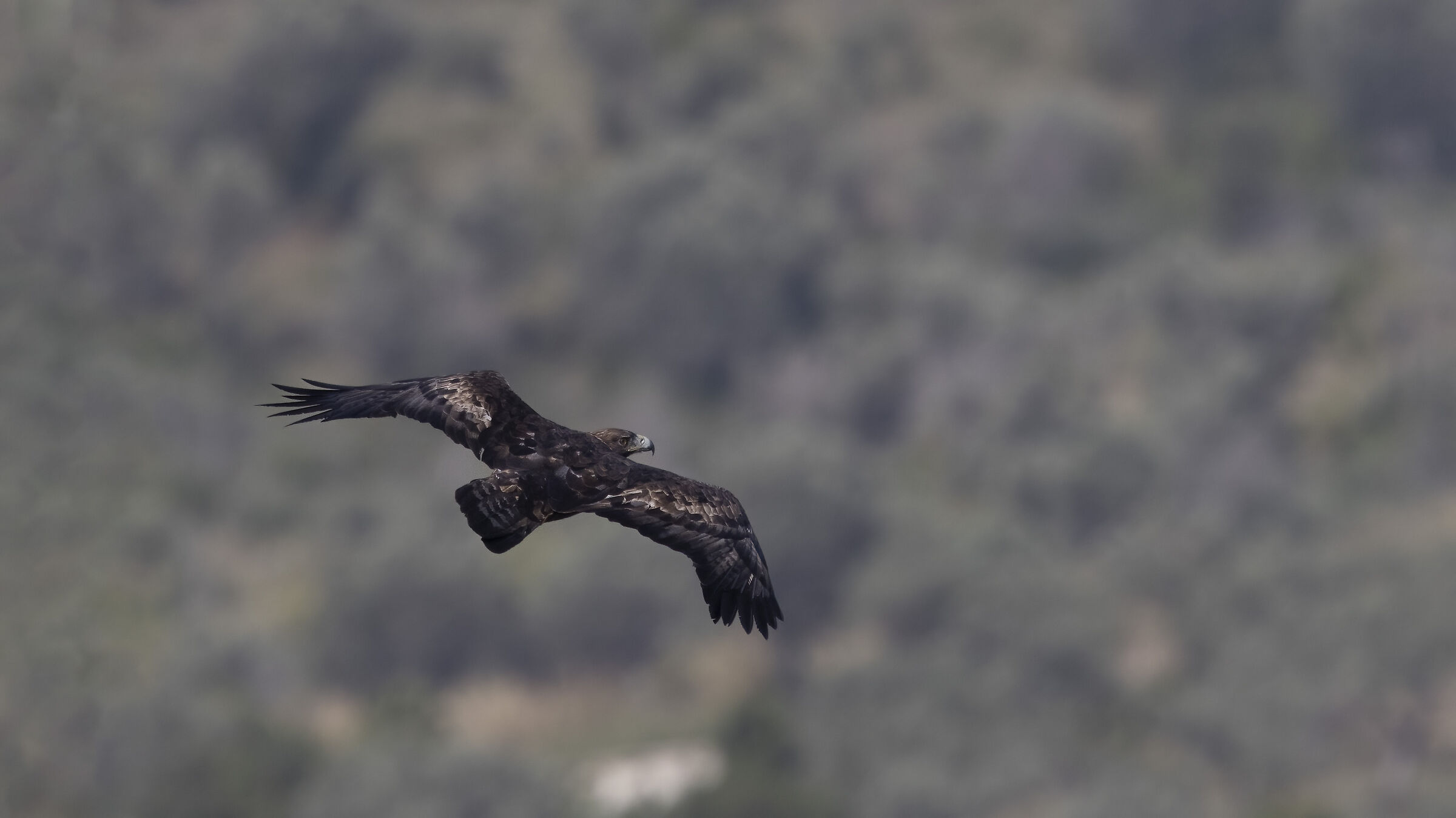 Golden eagle, cropping
