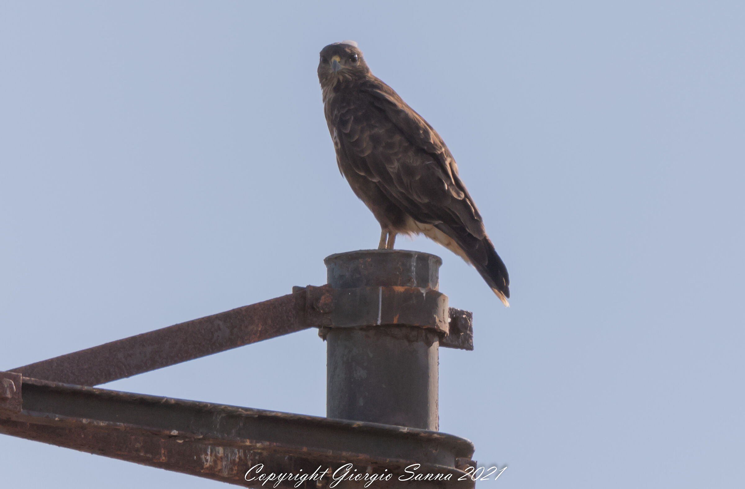 Poiana Buteo buteo