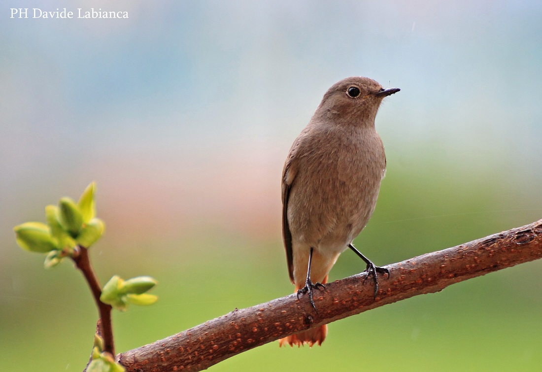redstarts in spring