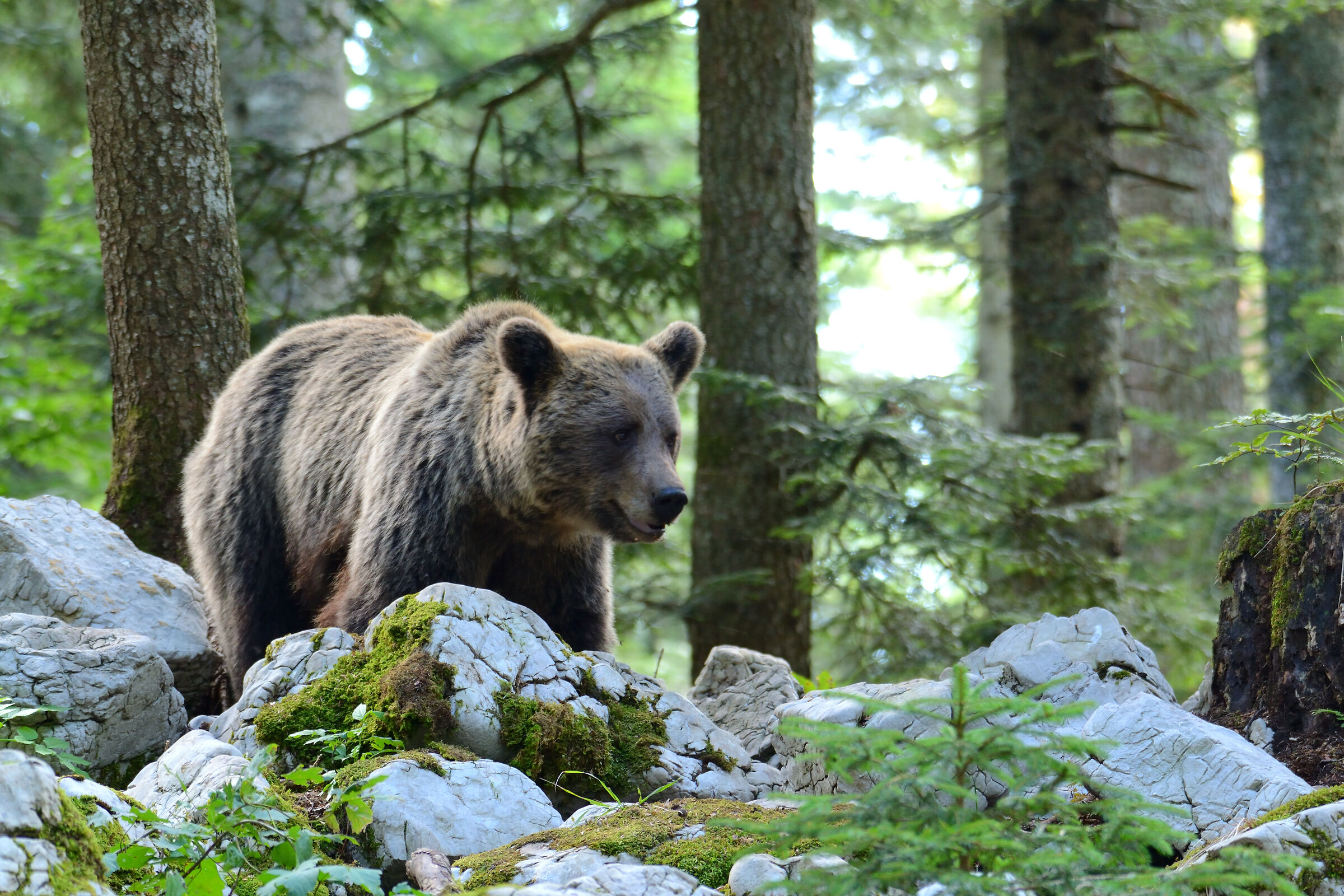 Orso bruno europeo femmina (Ursus arctos arctos)