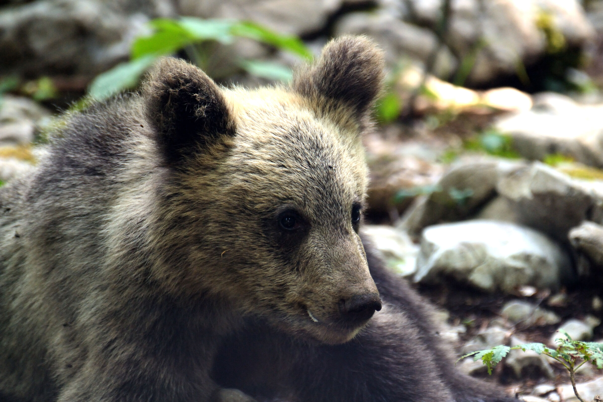 Primo piano di giovane orso bruno (Ursus arctos arctos)