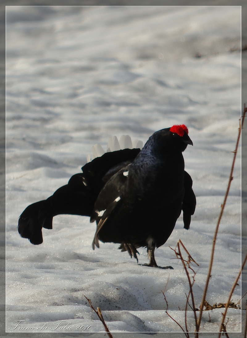 Black grouse!