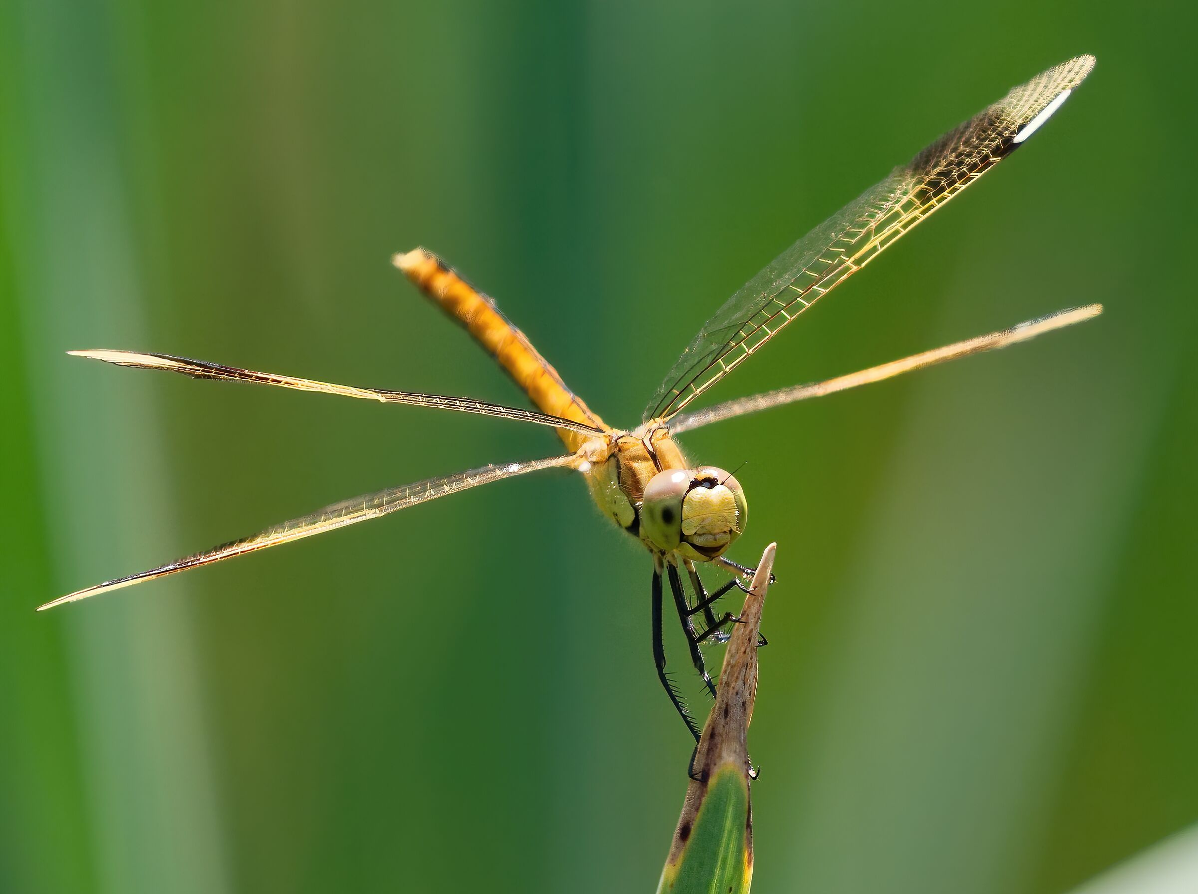 Dragonfly