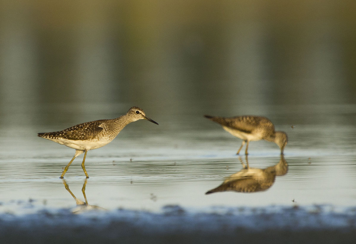 Piro Piro Boscherecci