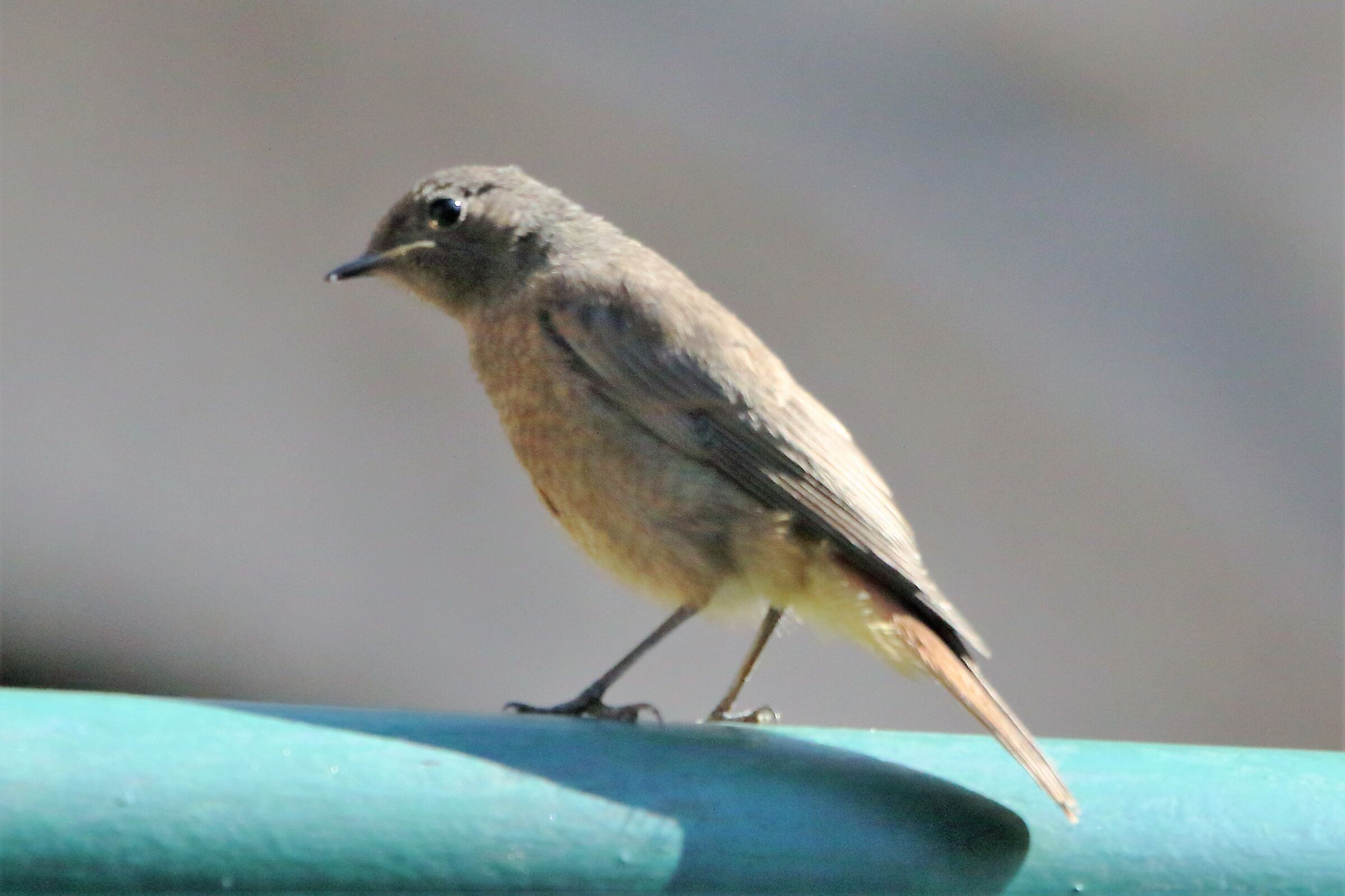 Redstart