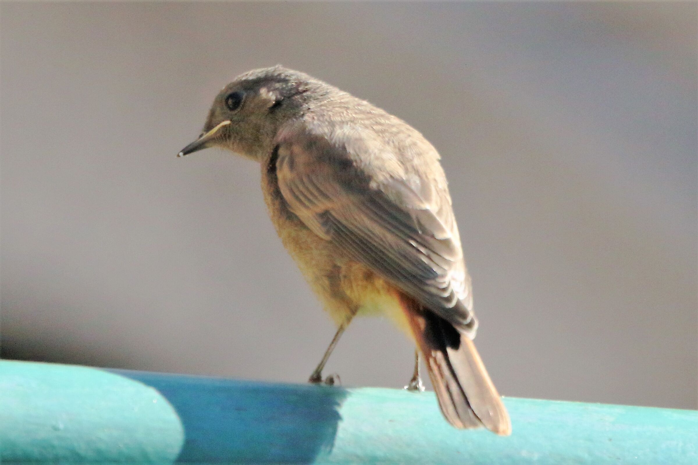 Redstart