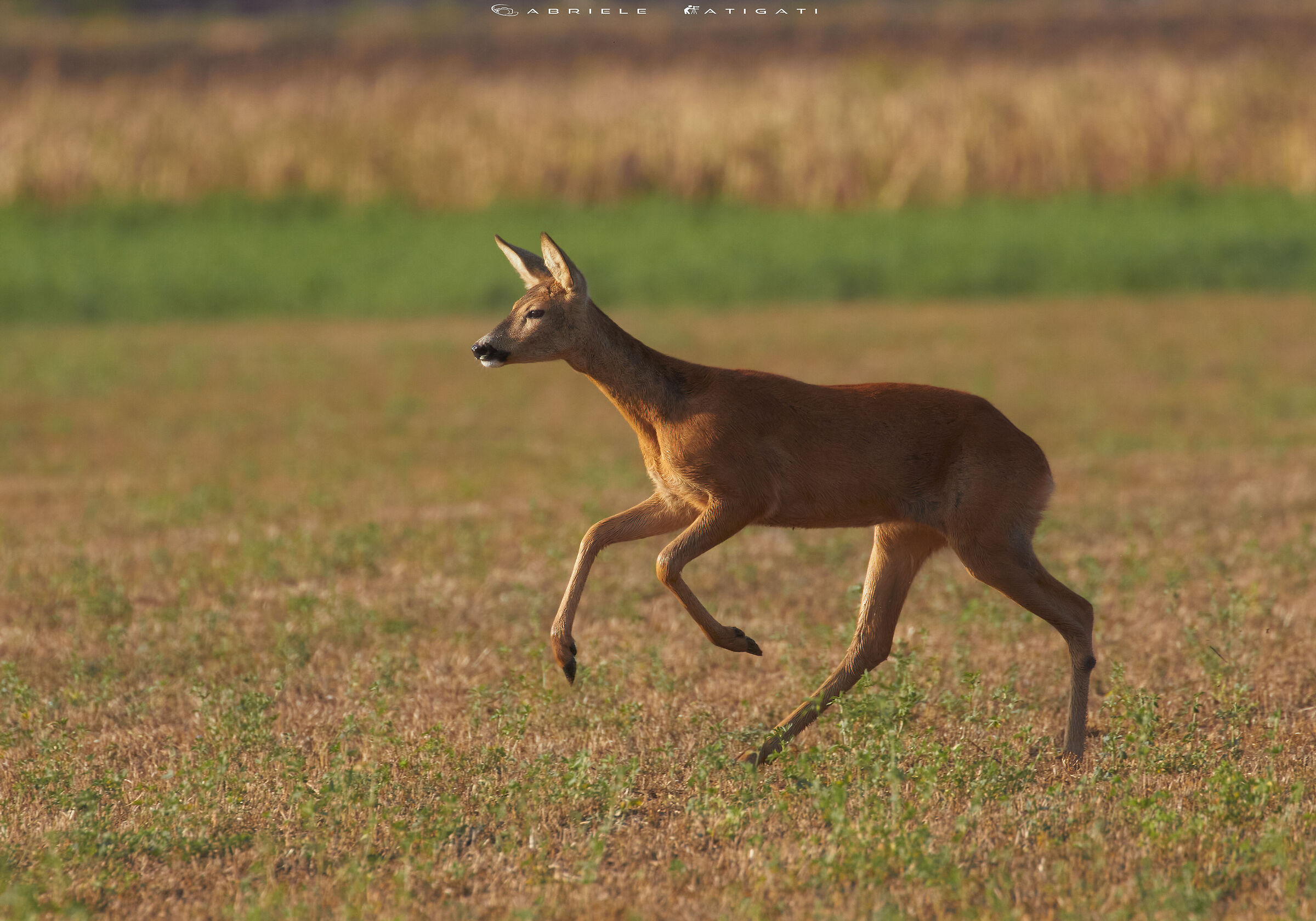 Roe deer