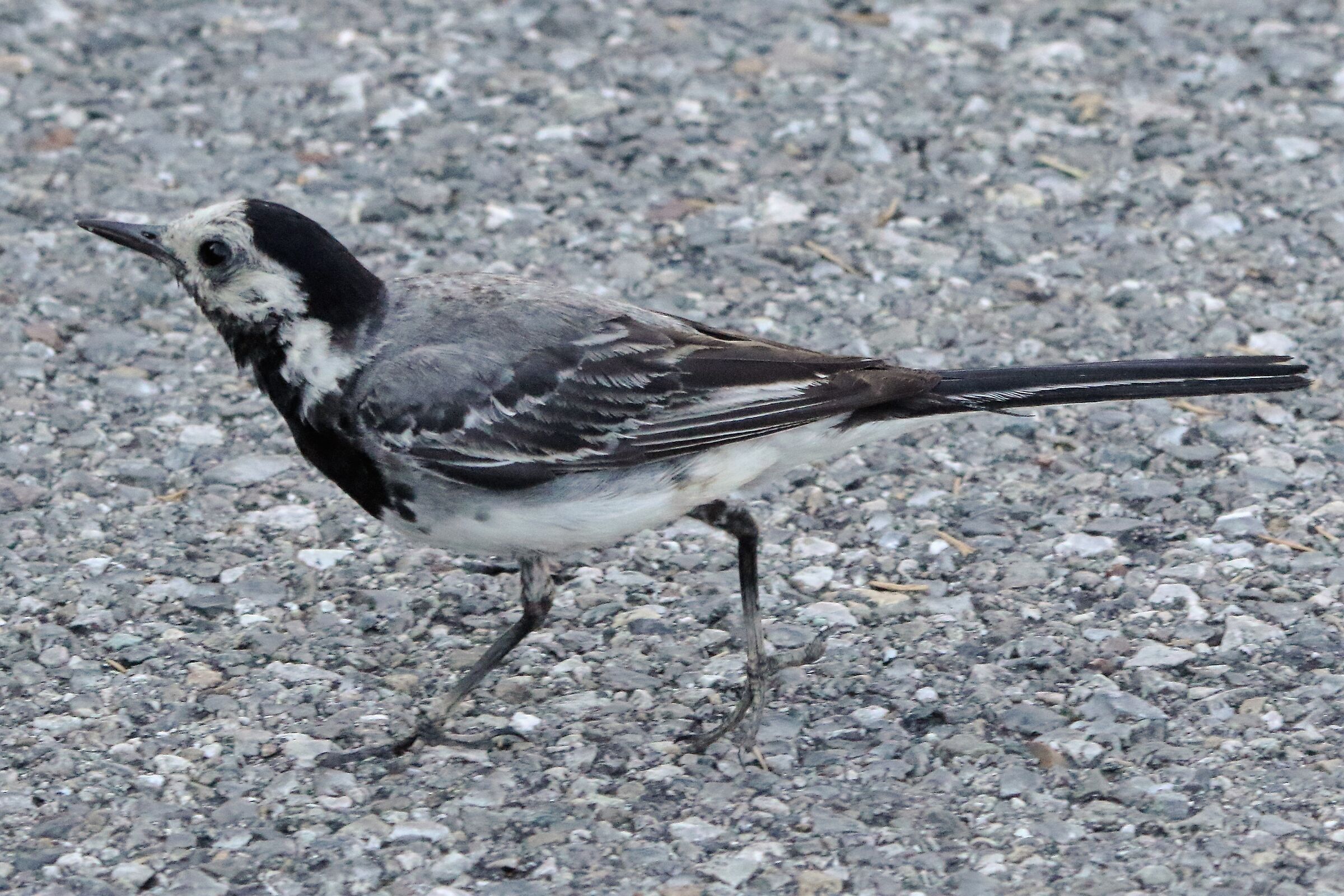 White wagtail