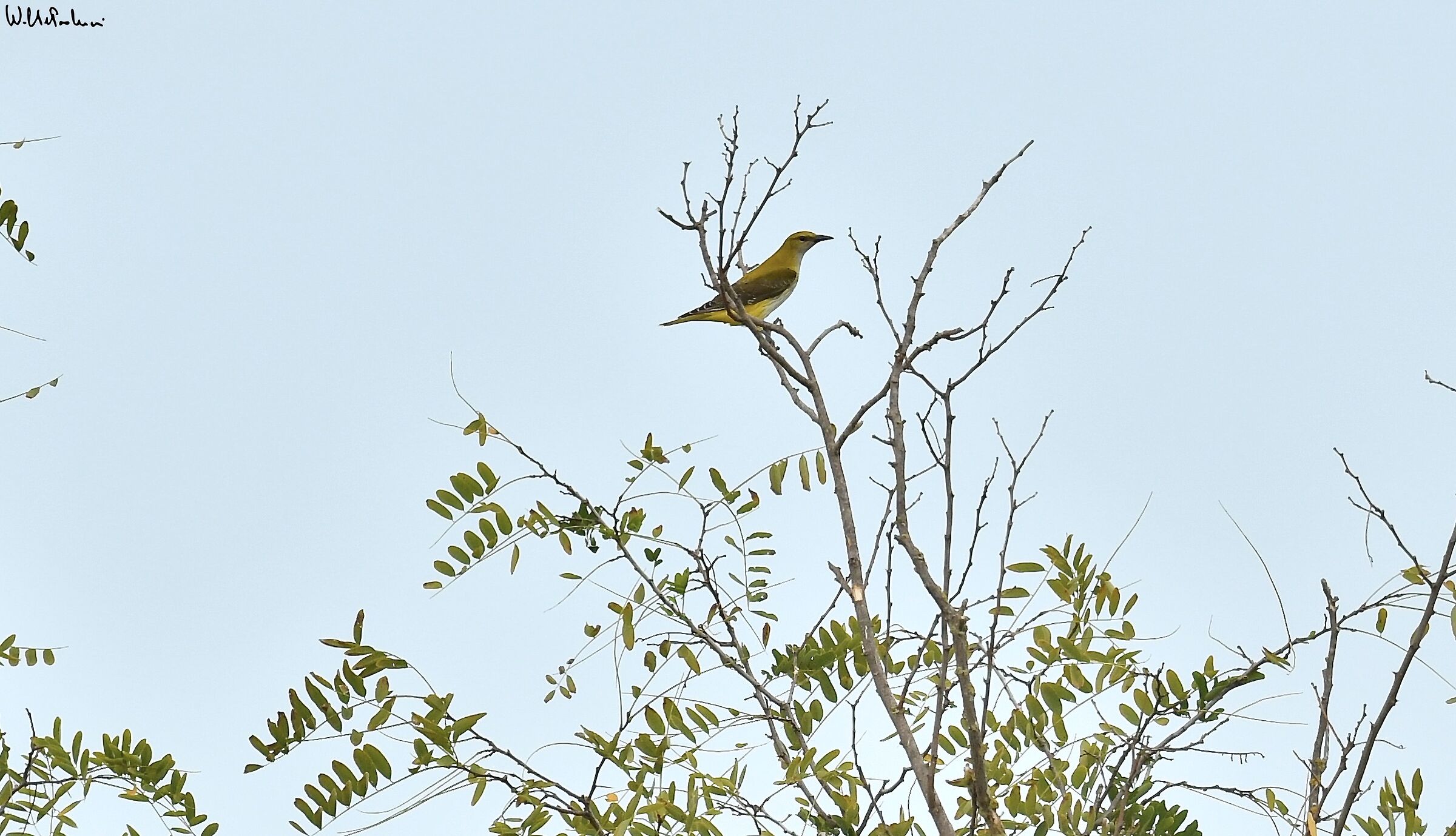Golden oriole