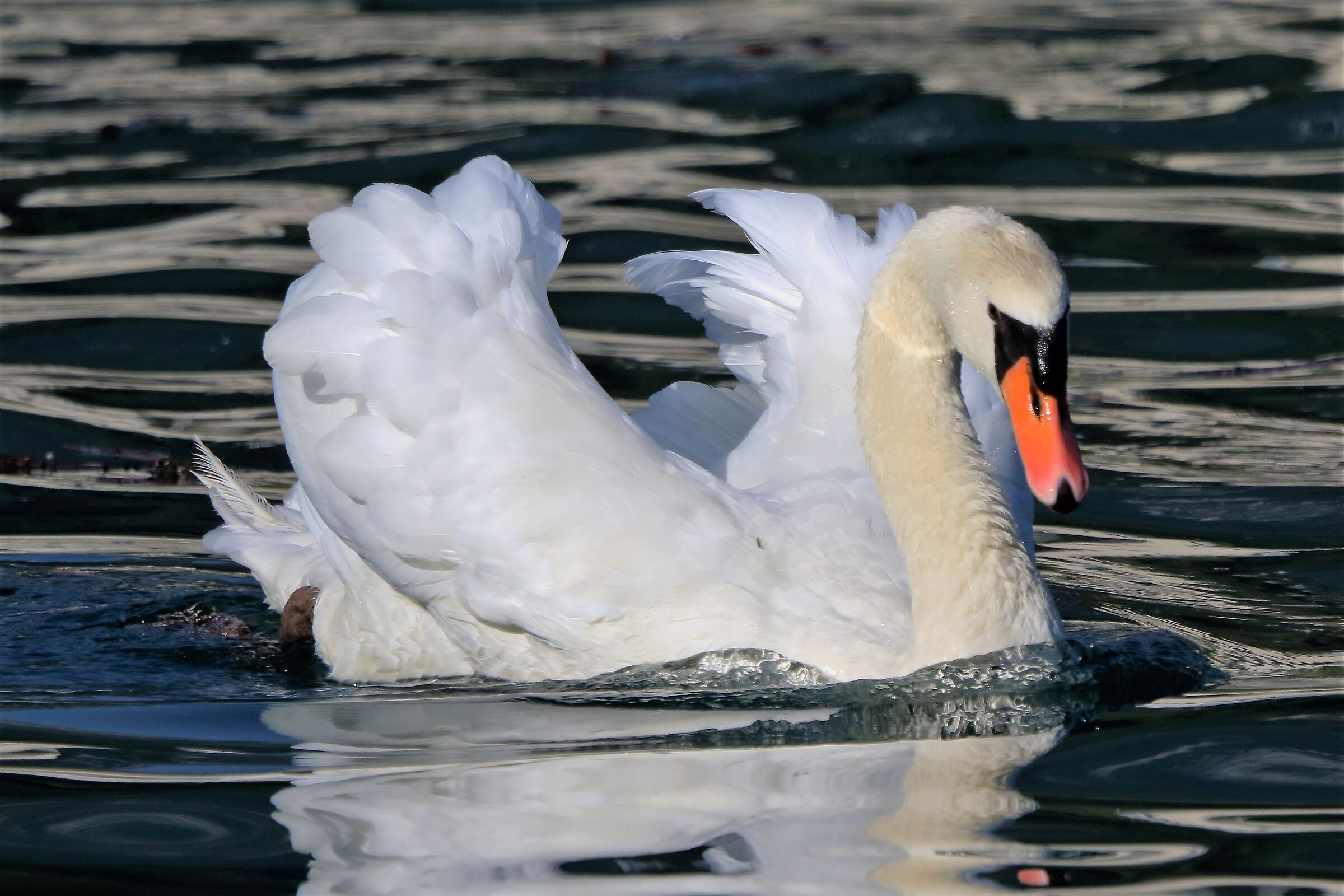 swan