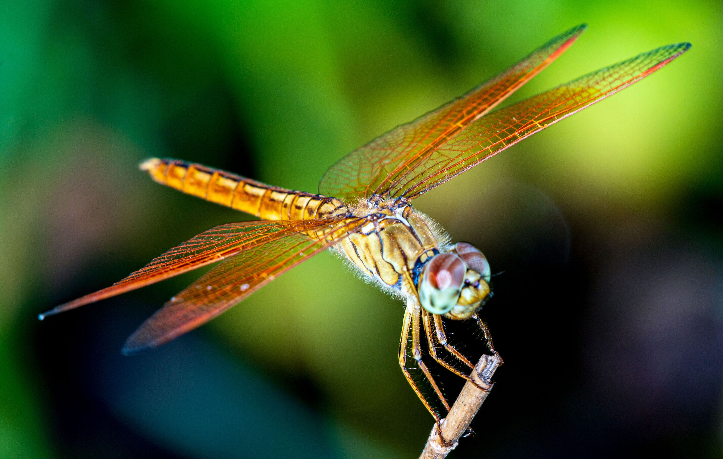 Libellula