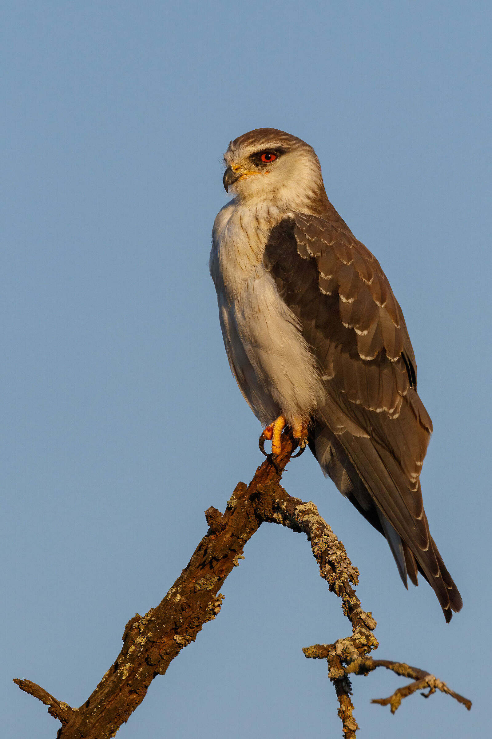 Juvenile Black-shoulderd Kite
