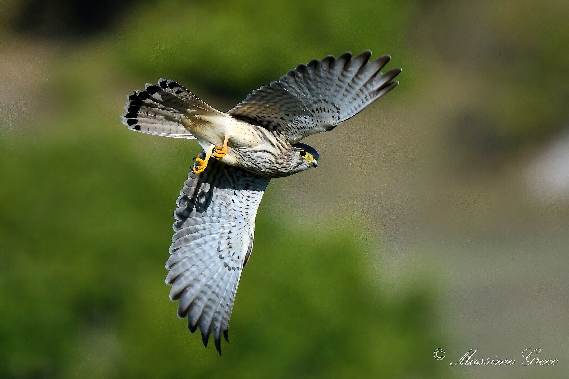 Kestrel (Falco tinnunculus)
