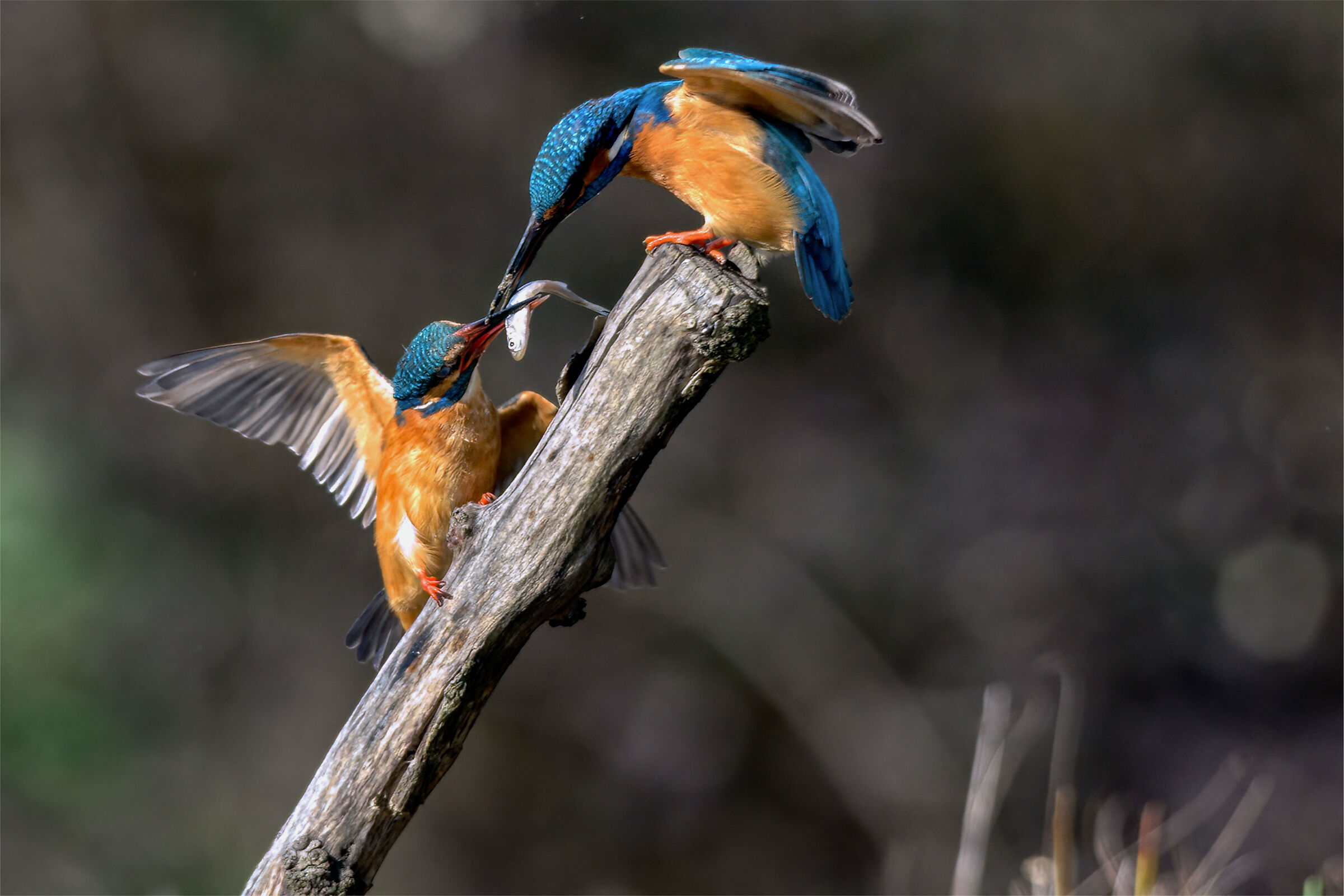 Scambio doni martin pescatore