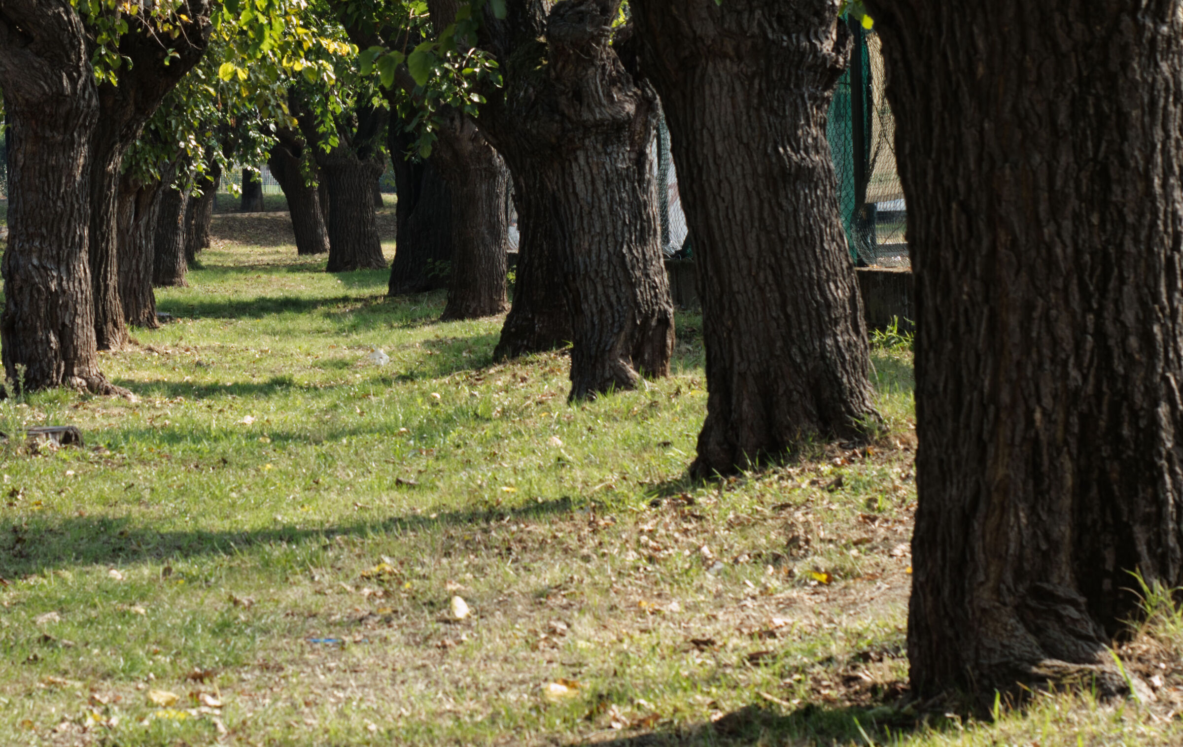 Un corridoio naturale