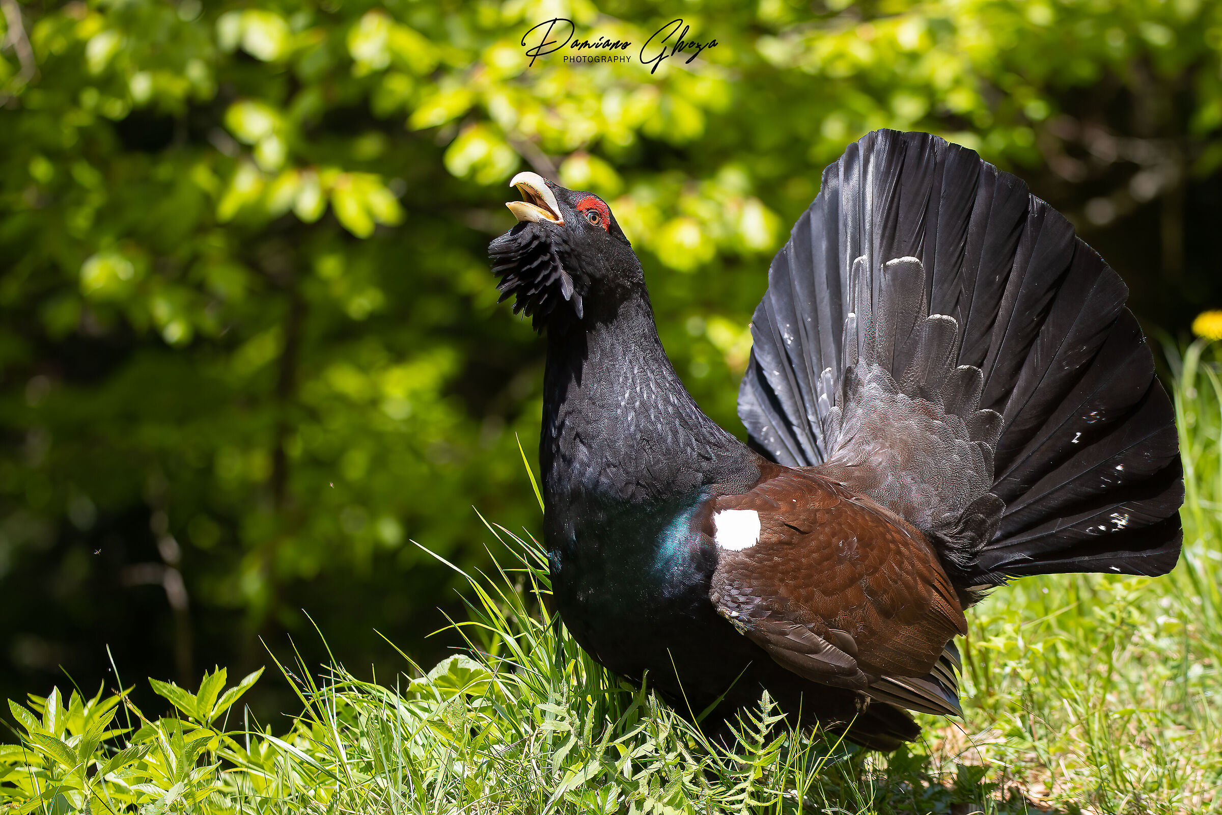 Il custode della foresta