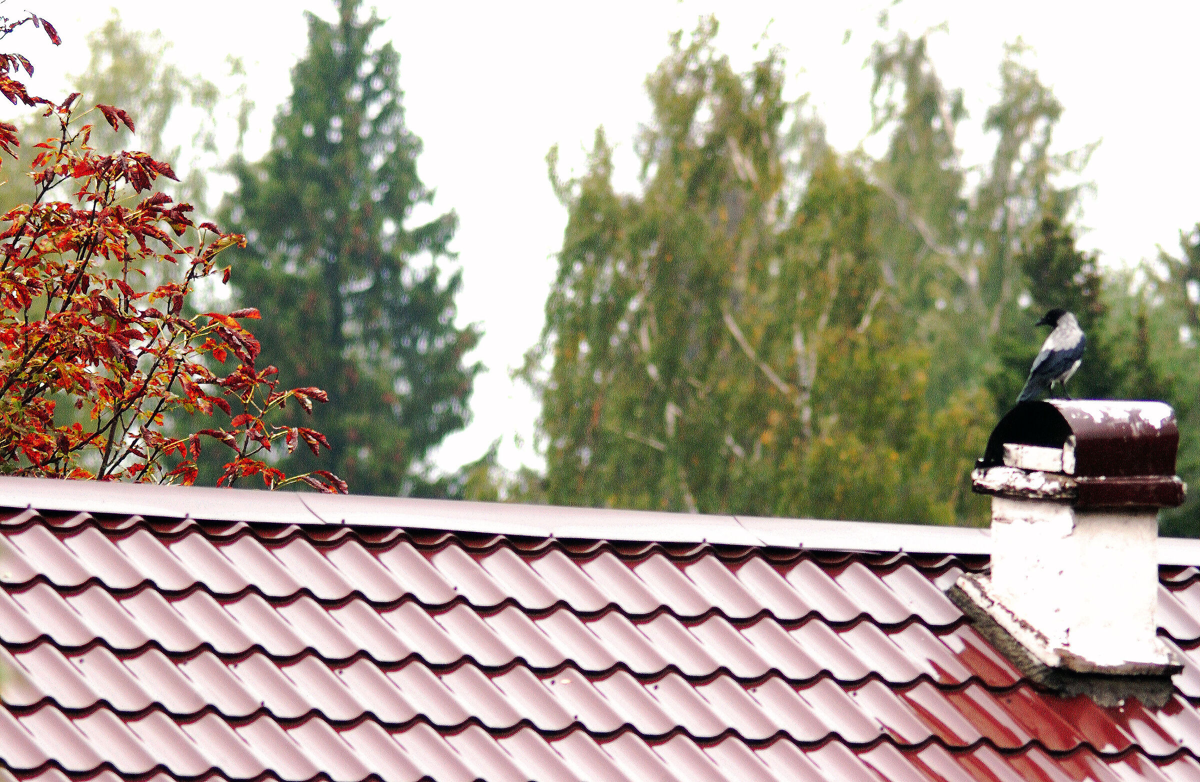 Ora... Il corvo solitario è di nuovo sul tuo tetto sa...