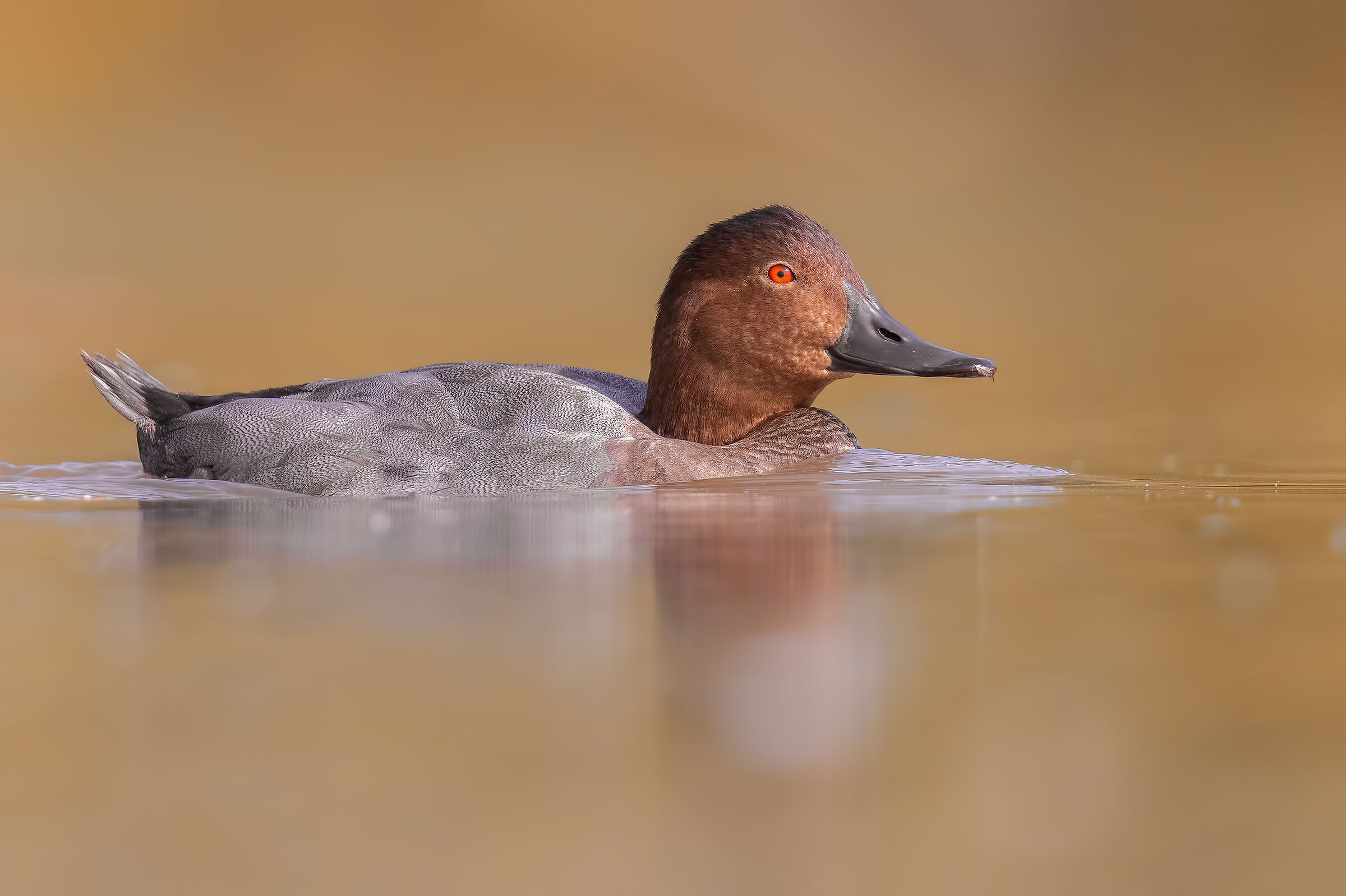 common pochard