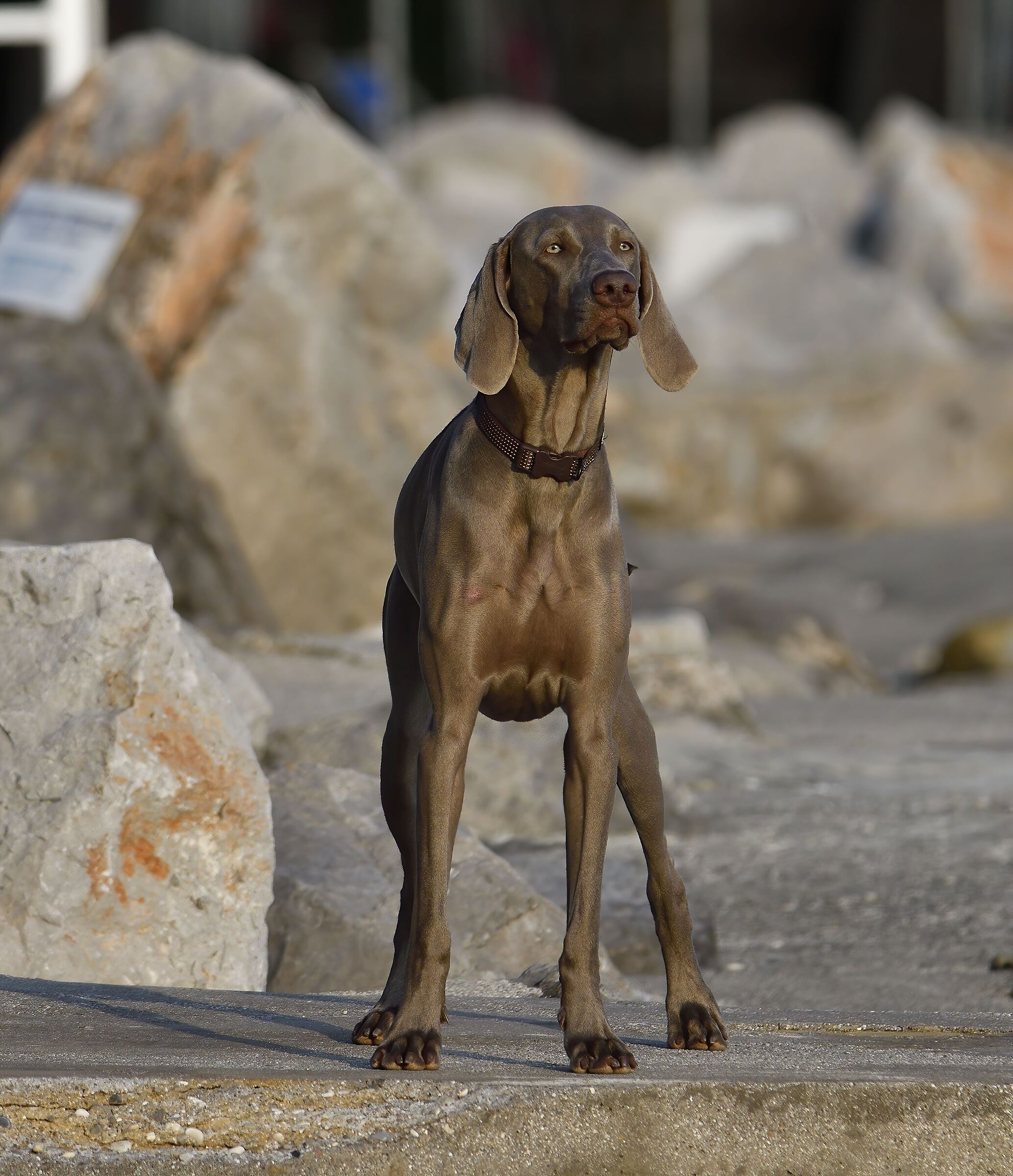 The Hound