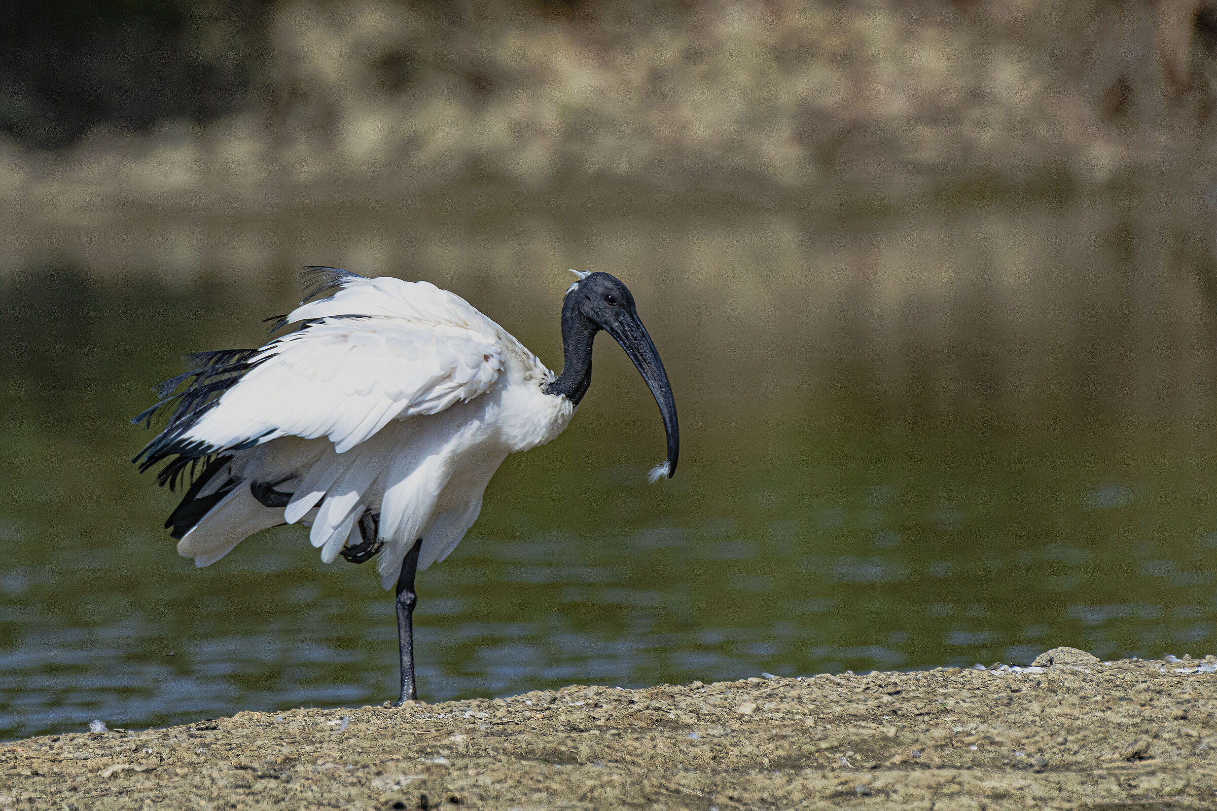 Guiovane Sacred Ibis