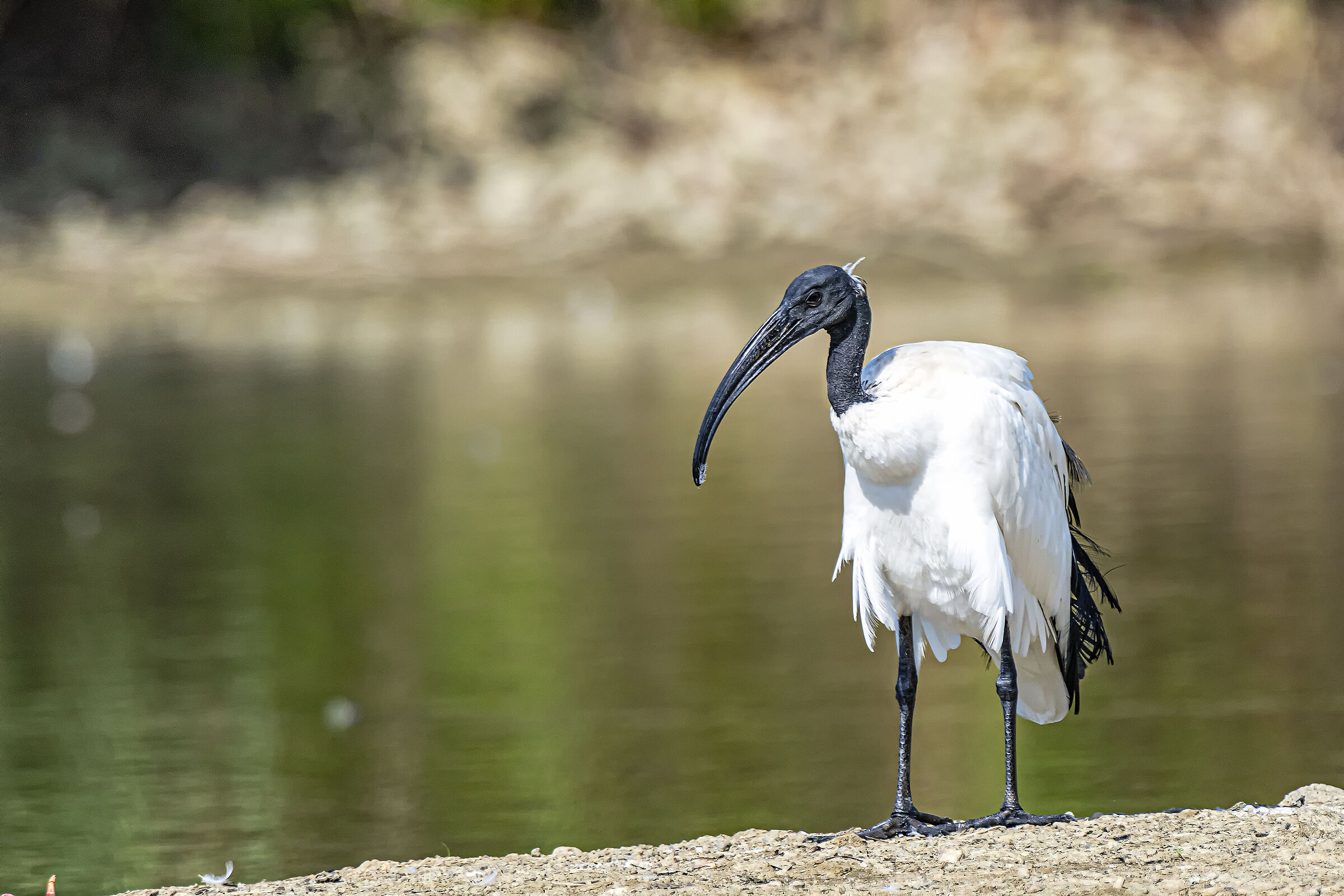 Ibis Sacred Plumage Care