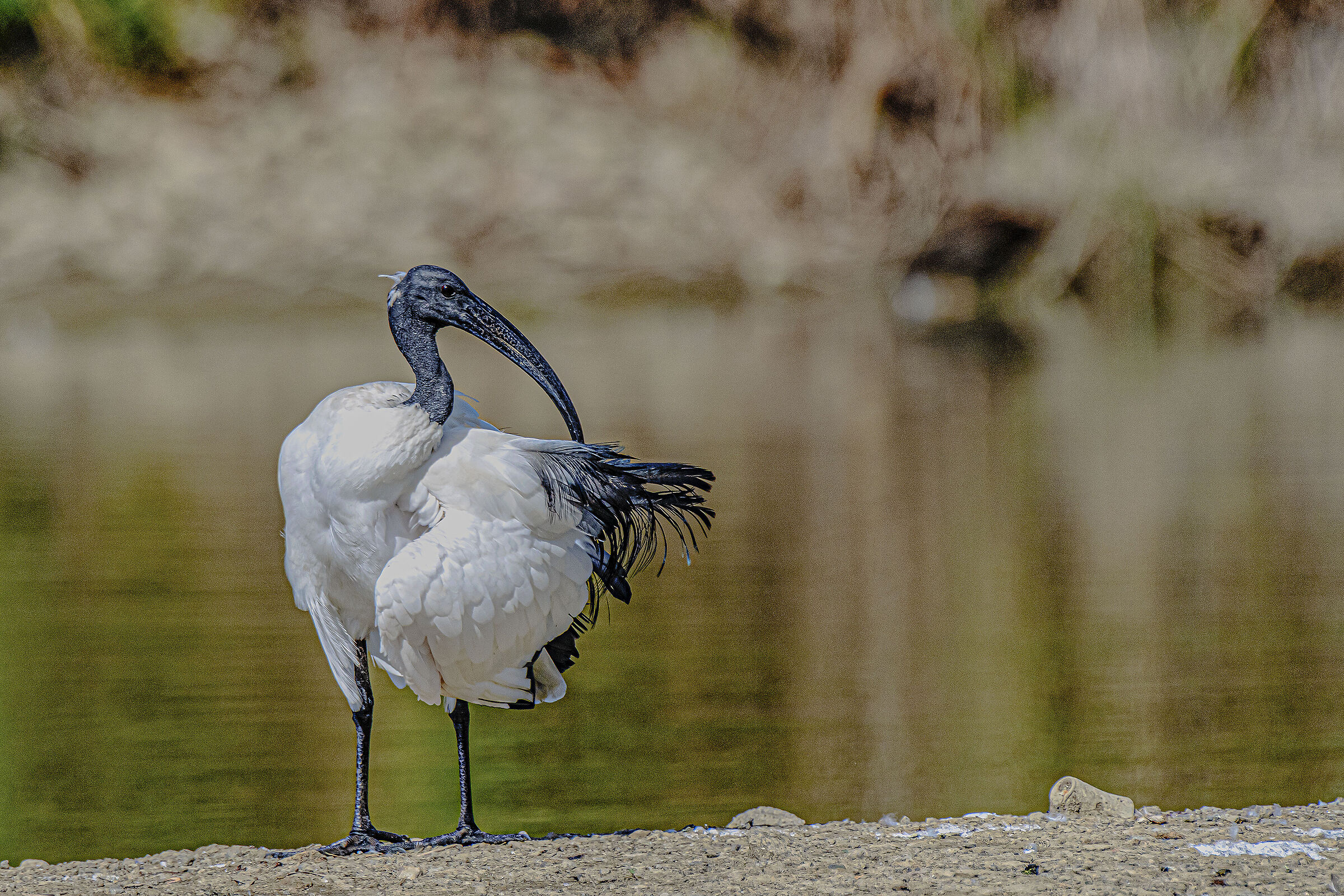 Ibis Sacro in plumage dressing table