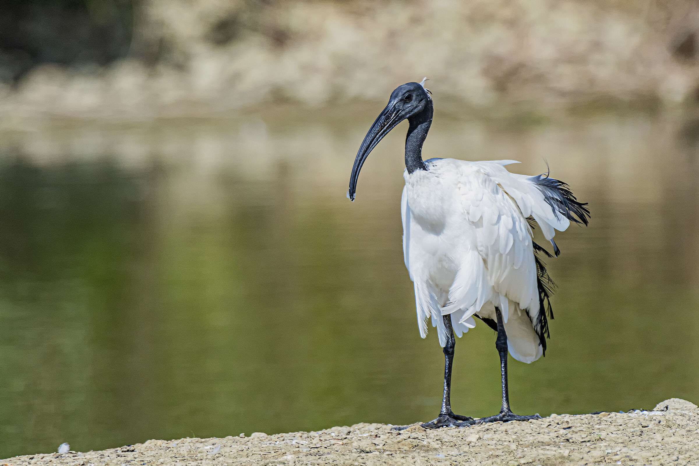 Sacred Ibis