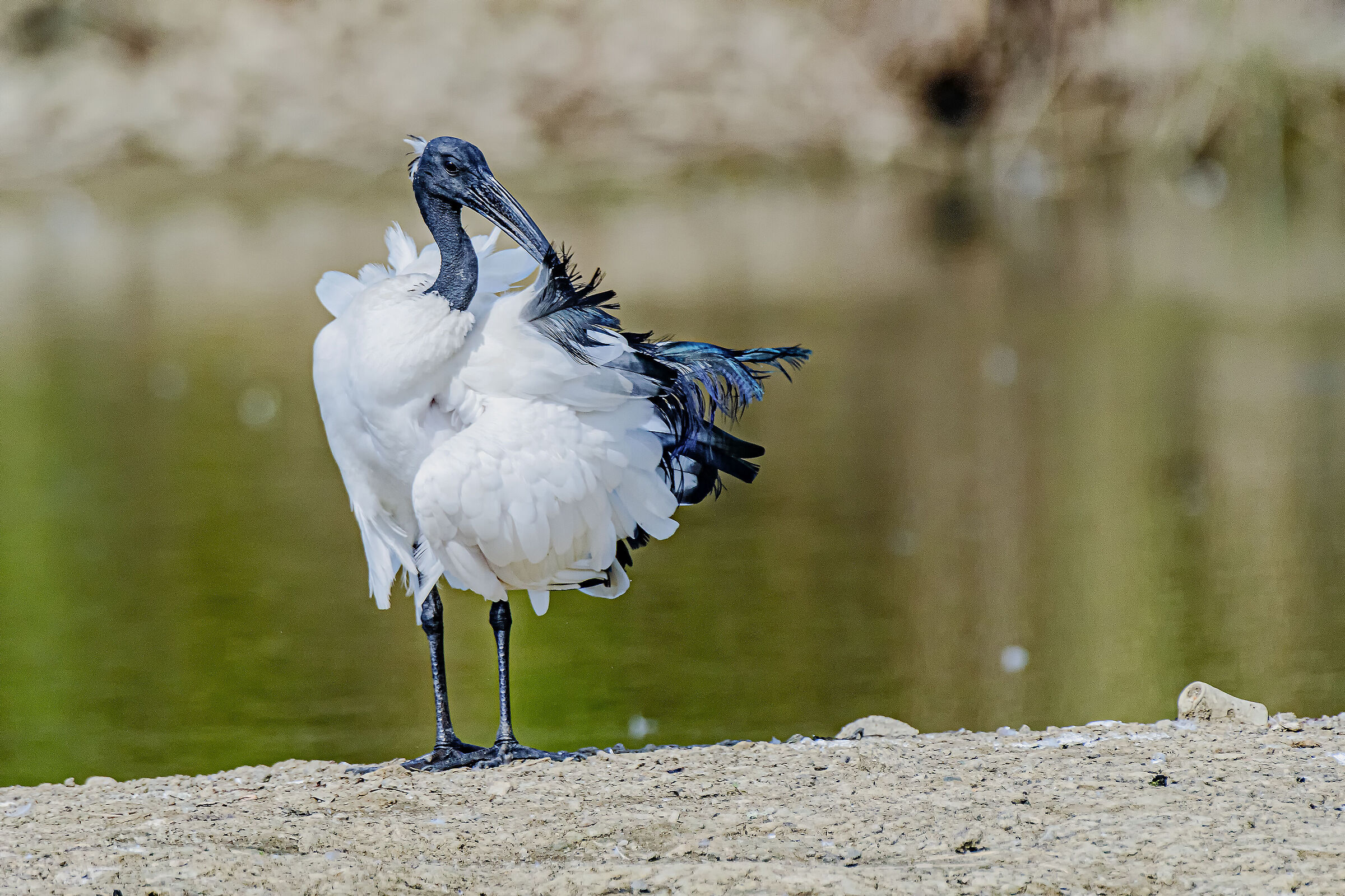 Sacred Ibis