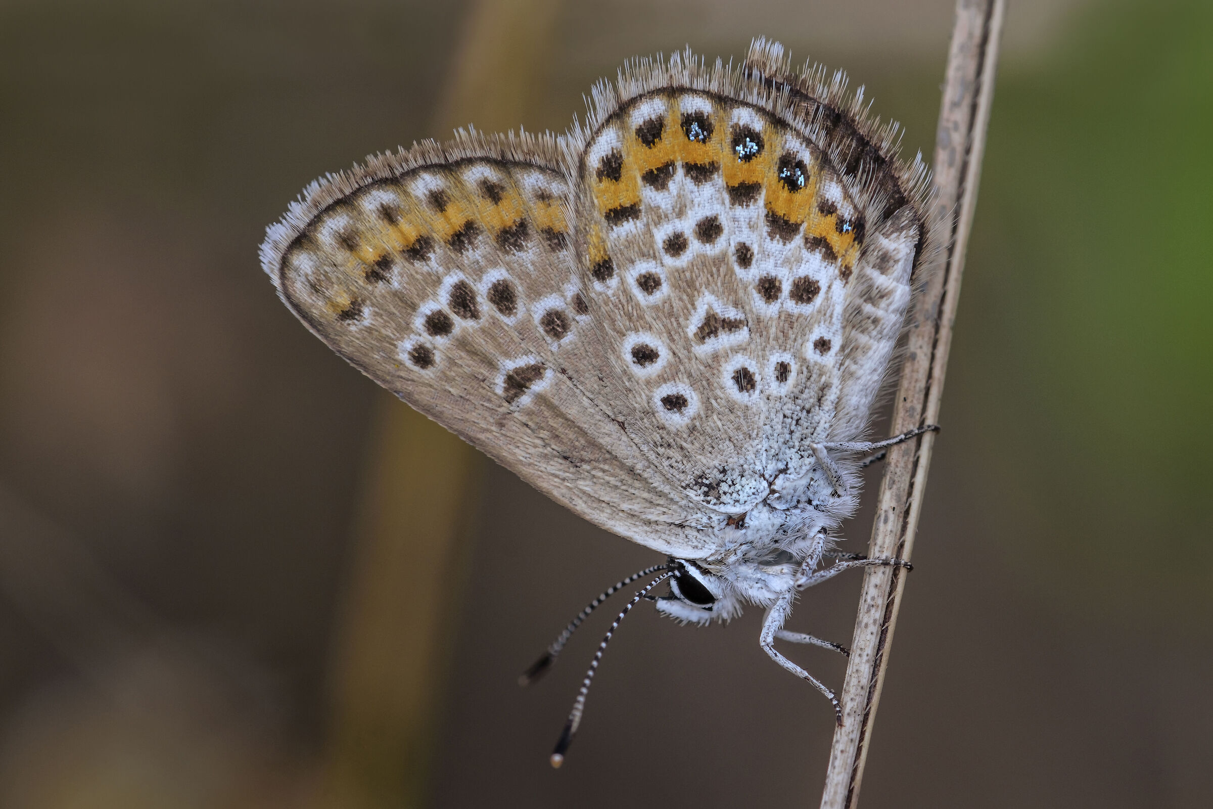 Plebejus idas