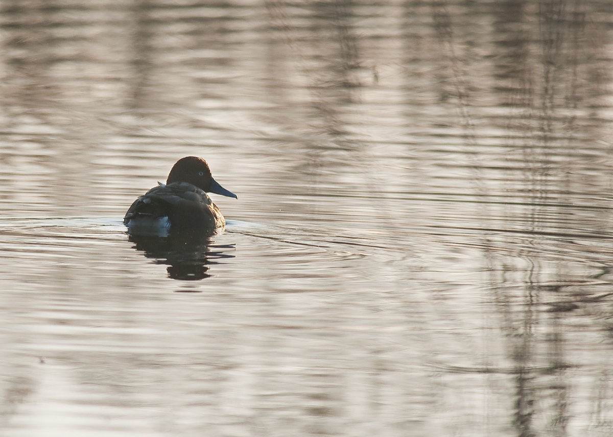 moretta tabaccata alla luce dell'alba