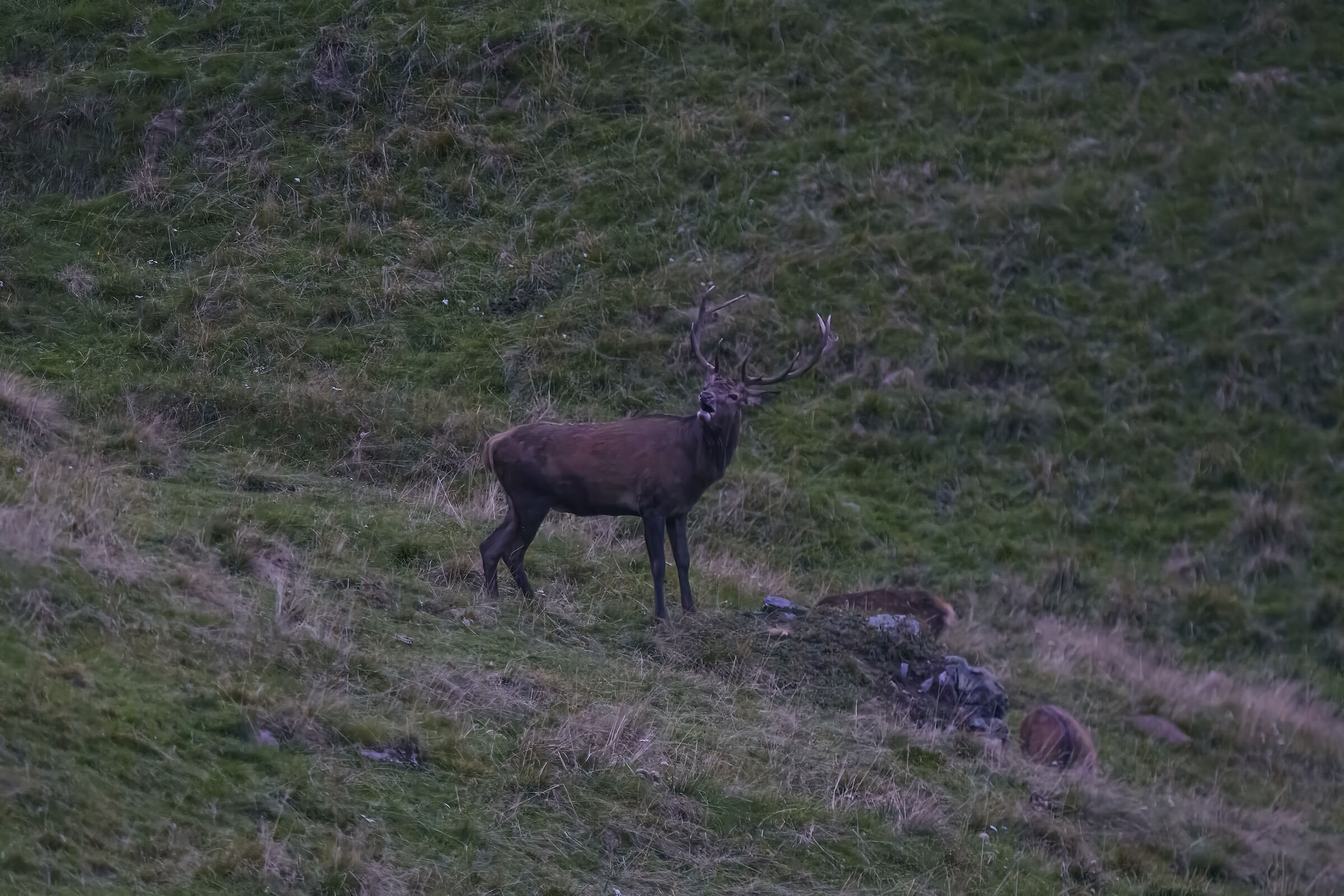 Almost nocturnal roar