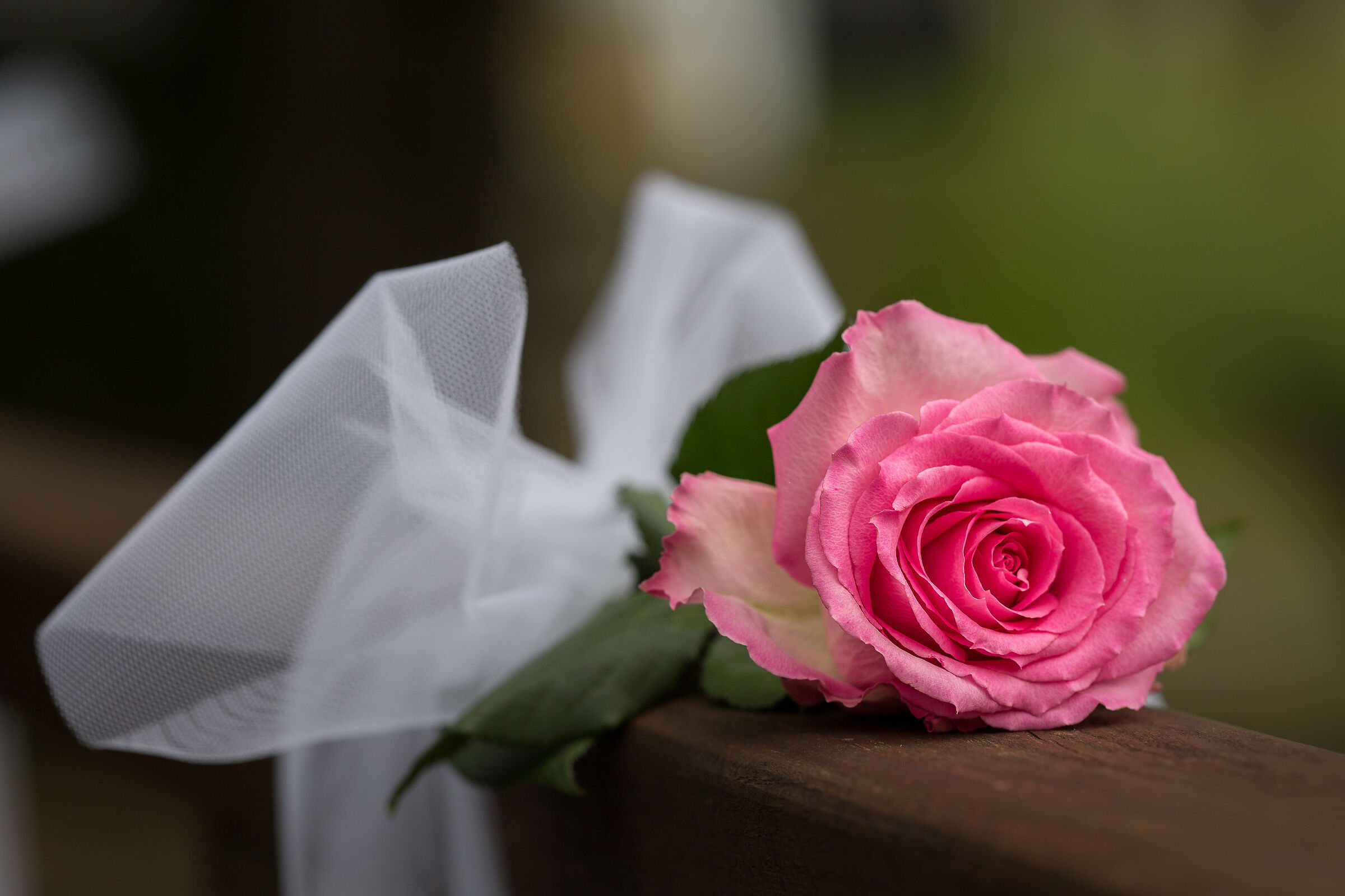 Rosa rosa