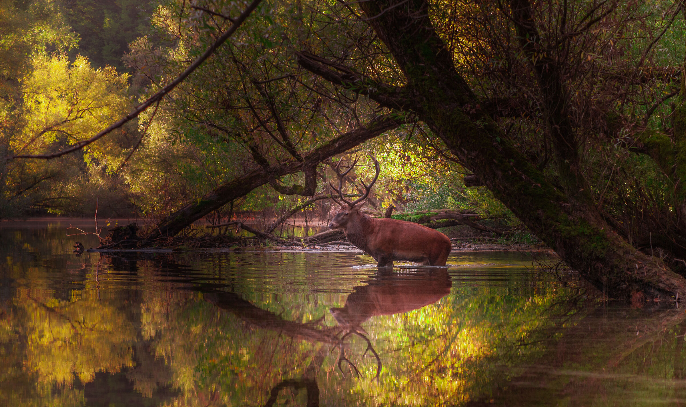 Il riflesso del cervo