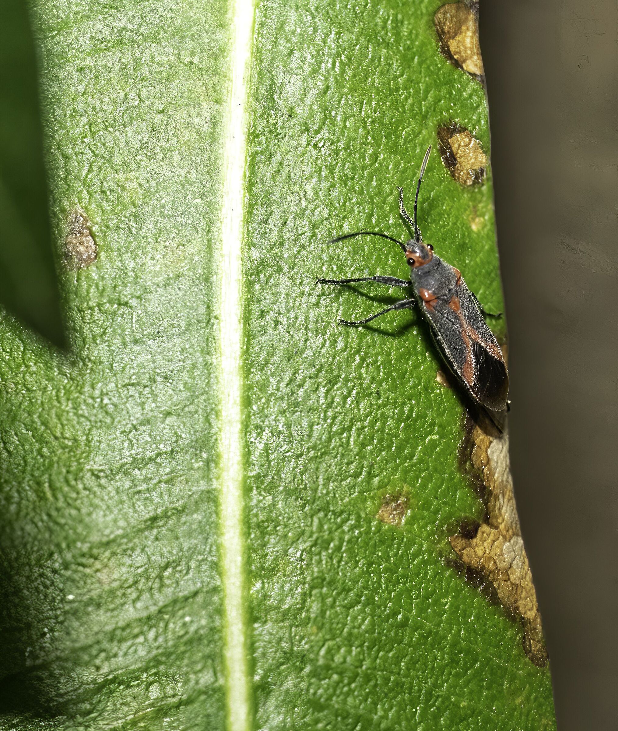 boisea Trivittata order maple bed bug