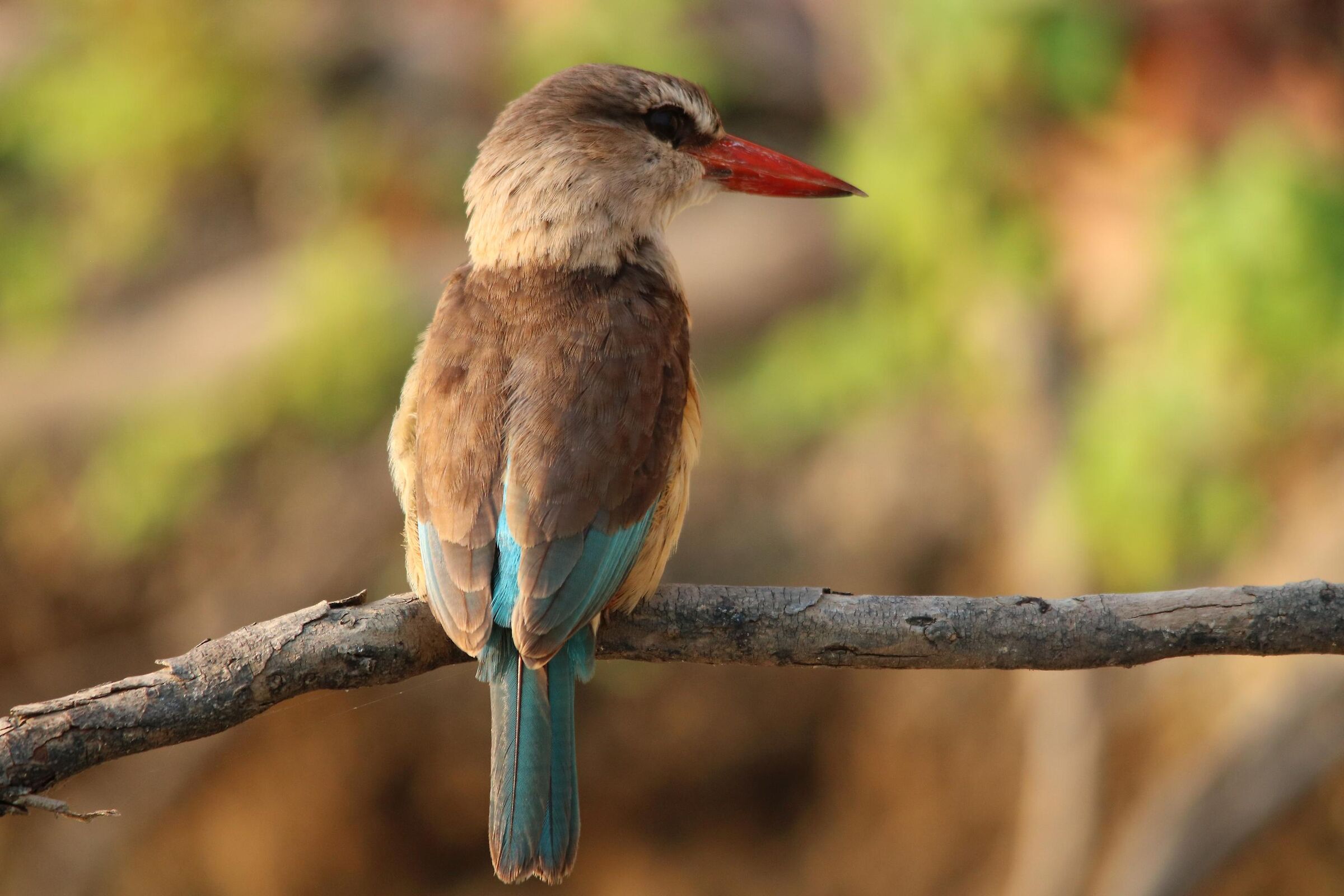 Grey-headed Kingfisher