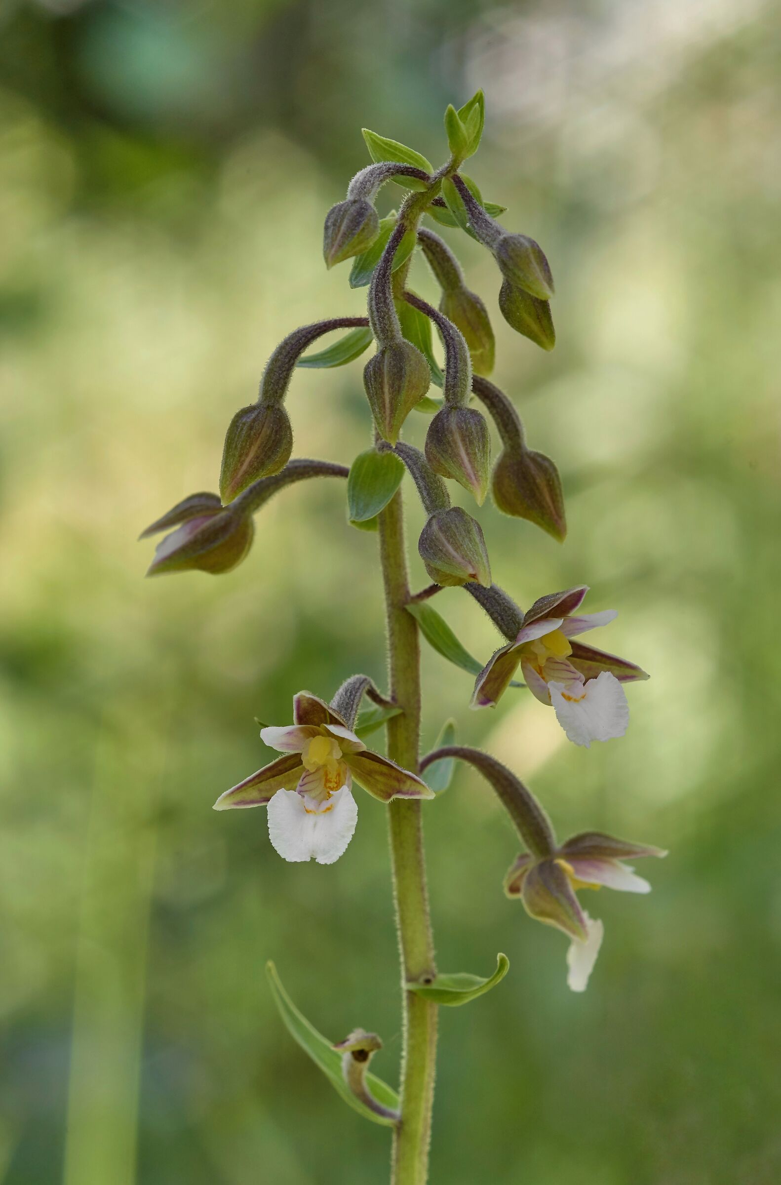 Epipactis palustris