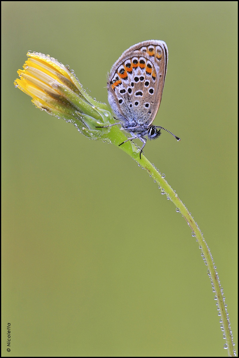 Aricia Agrestis